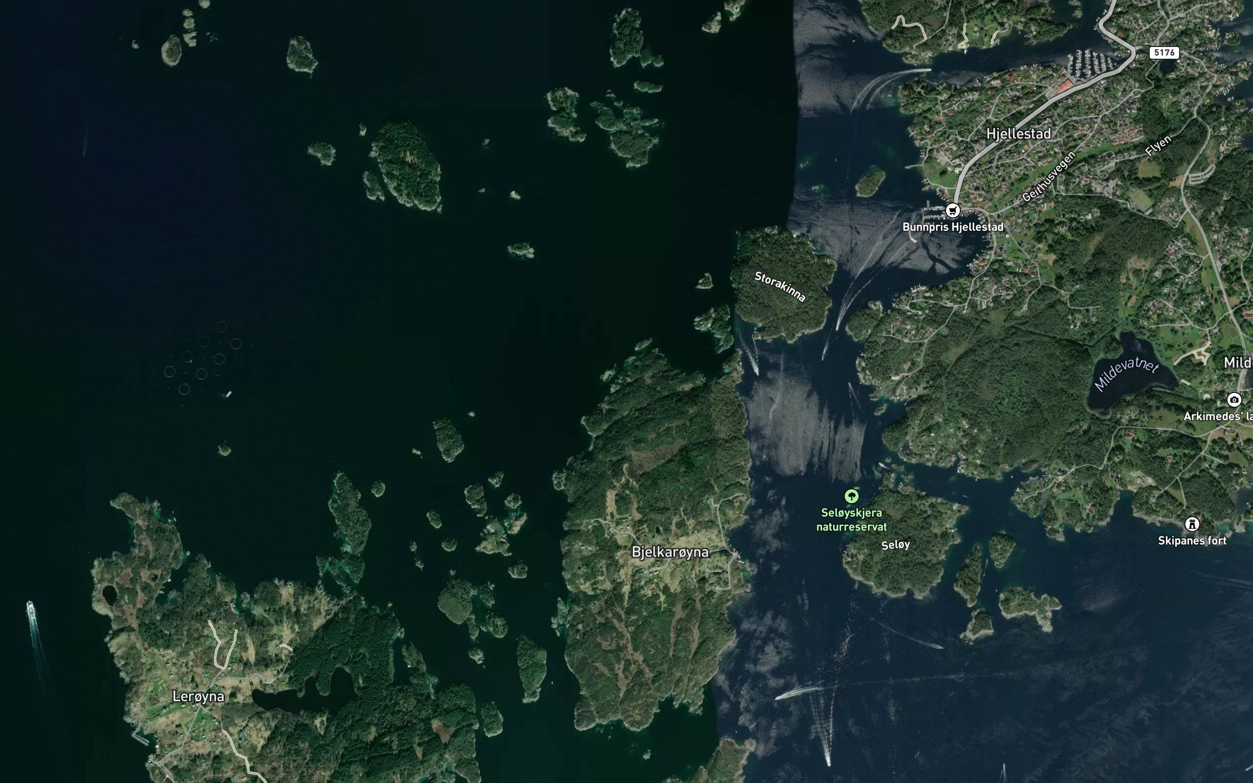 Lauvholmflua