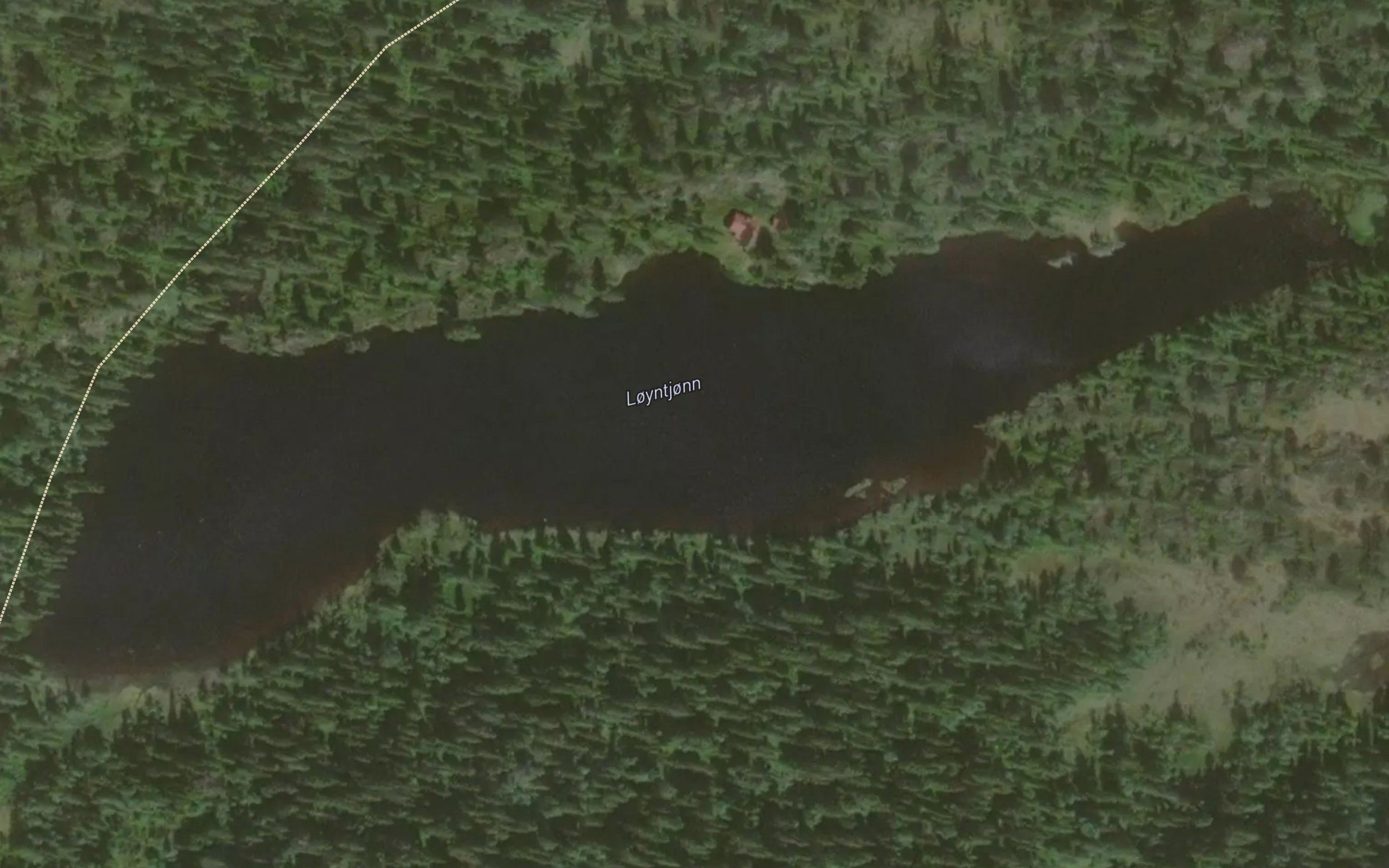 Loyntjorn