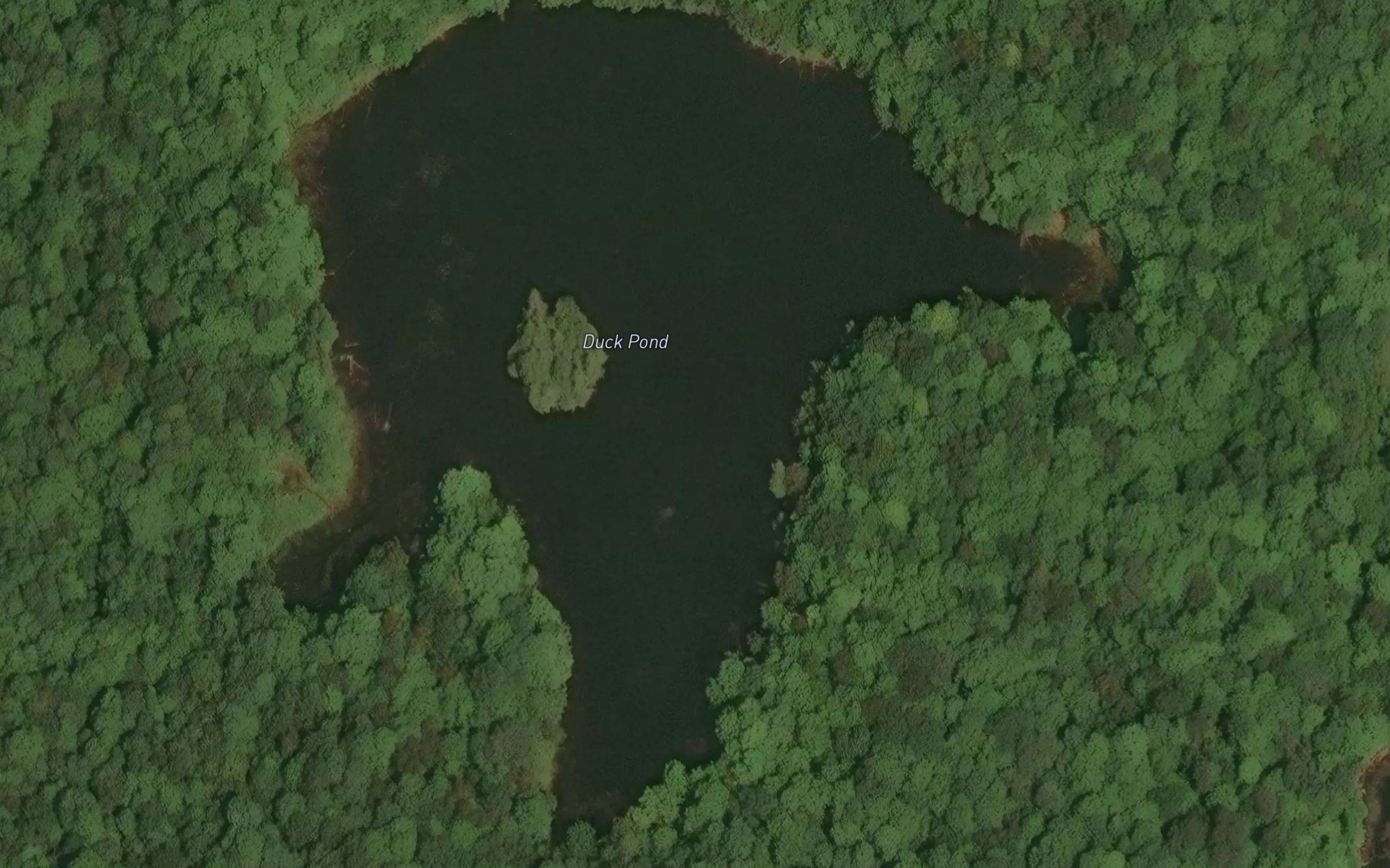 Duck Pond