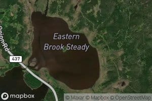 Eastern Brook Steady