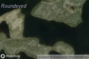 Lac Roundeyed