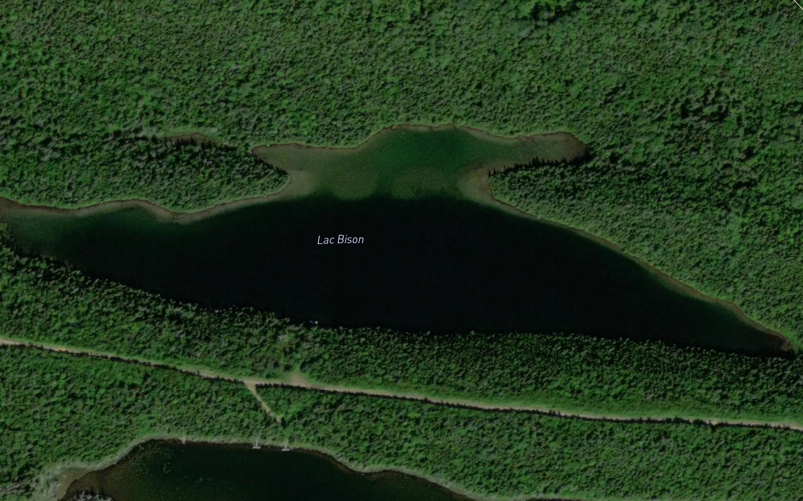 Lac Bison