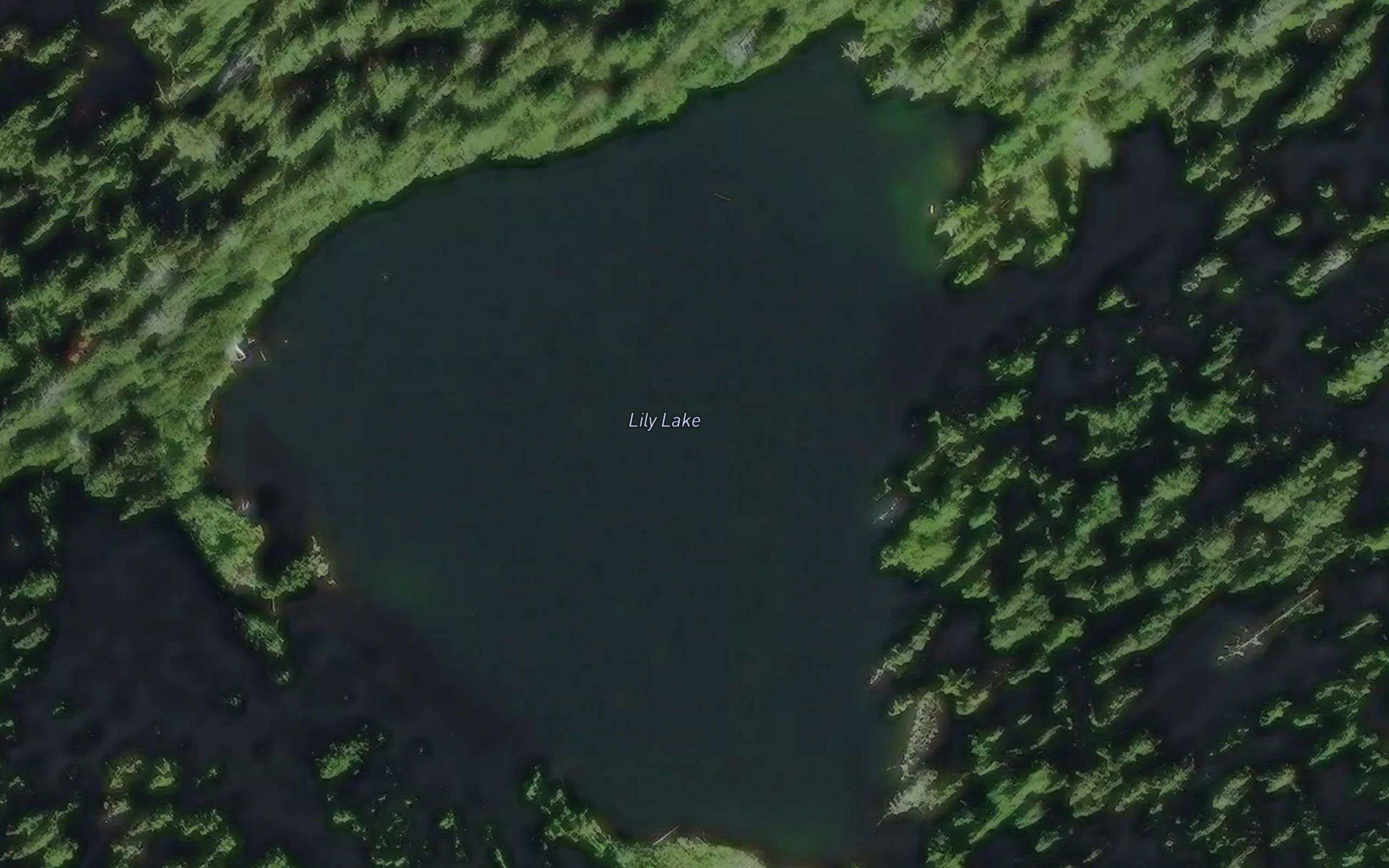 Lily Lake