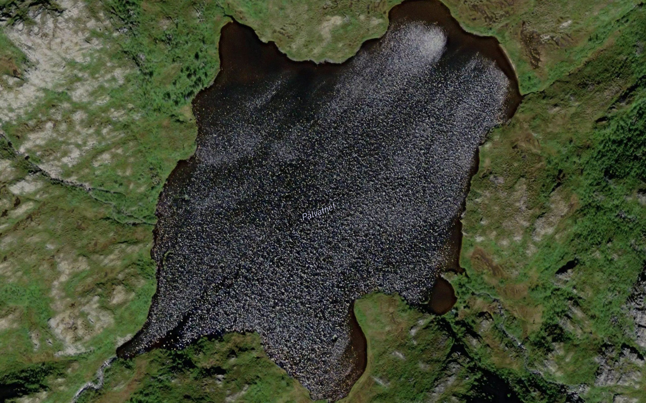 Palvatnet