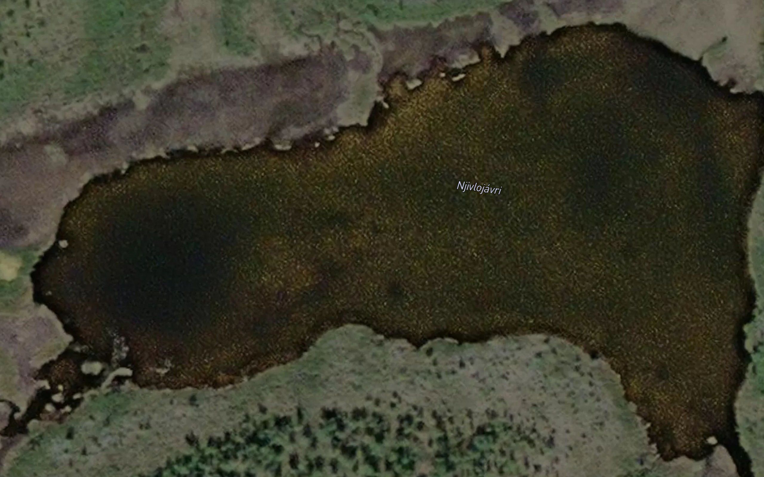 Njivlejavri