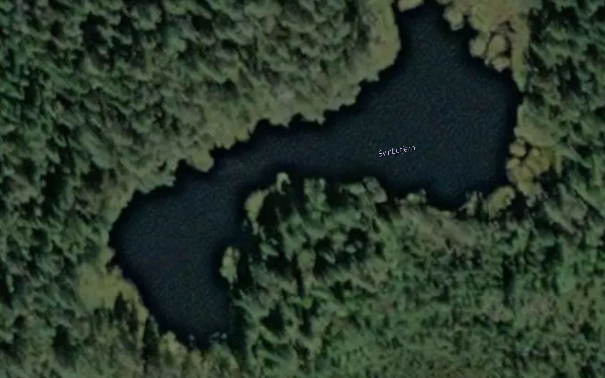 Svinbutjern
