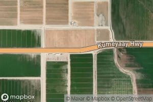 Forget-Me-Not Lateral Two