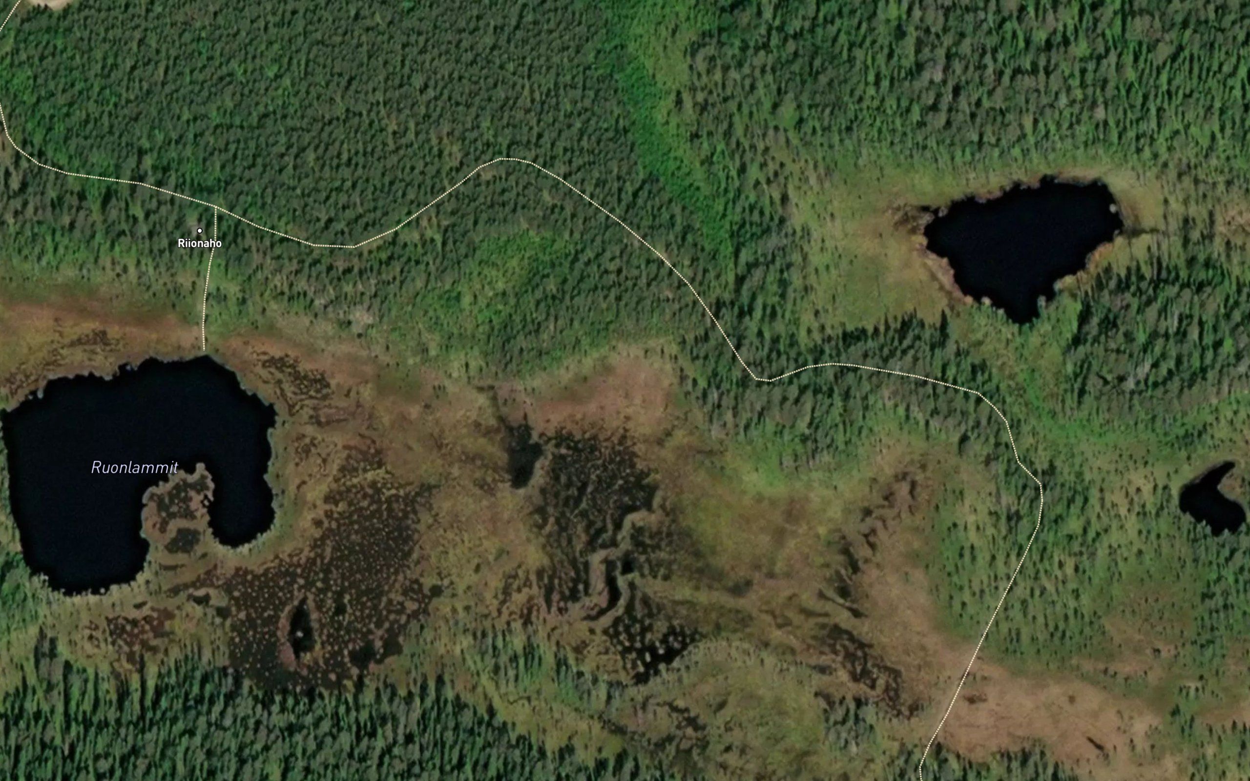 Ruonlammit