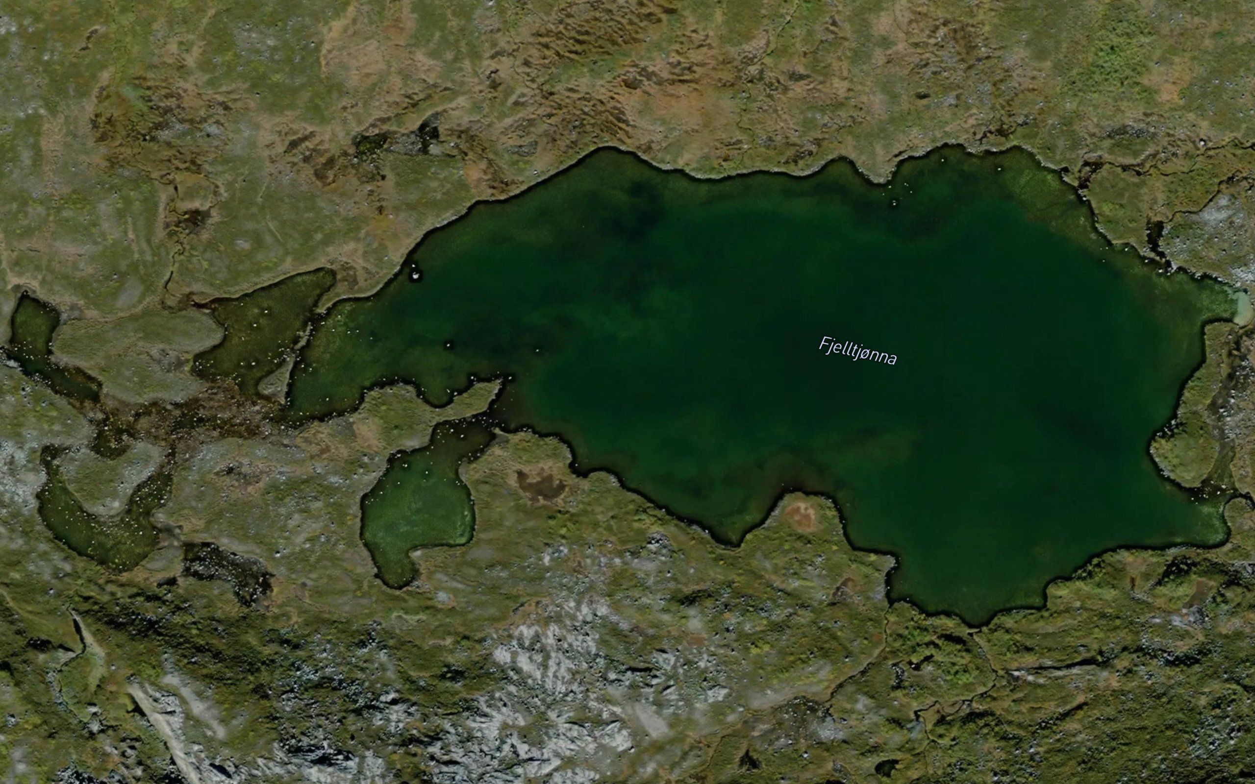 Fjelltjorna