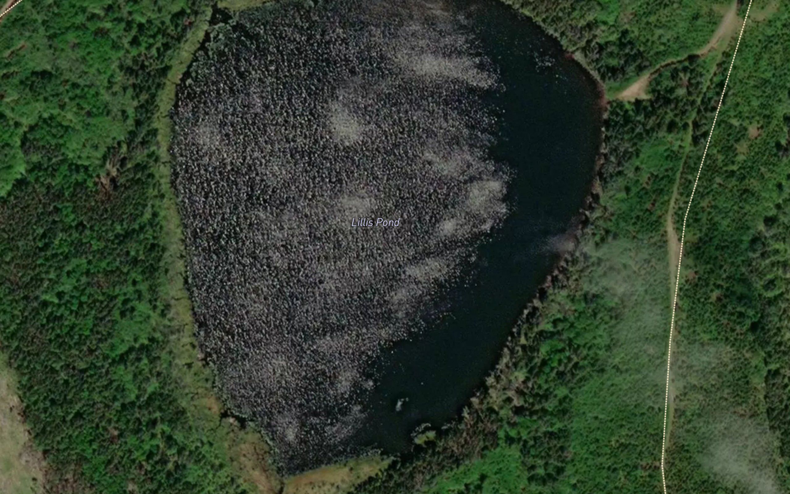Lillis Pond