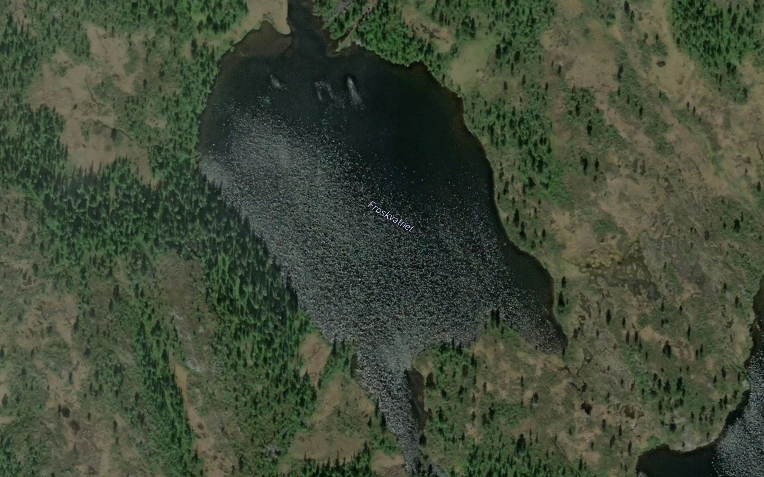 Frosktjorna