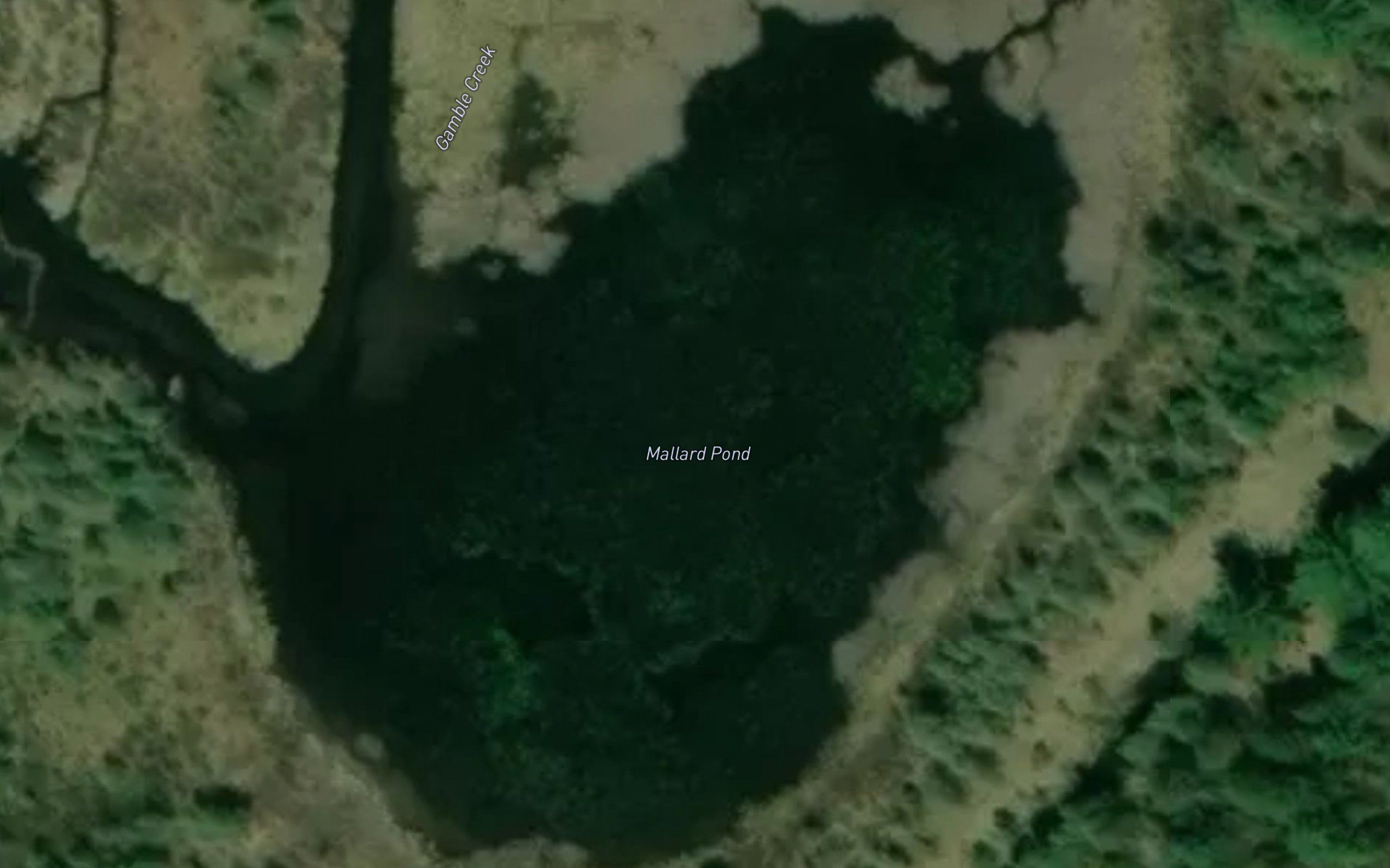 Mallard Pond