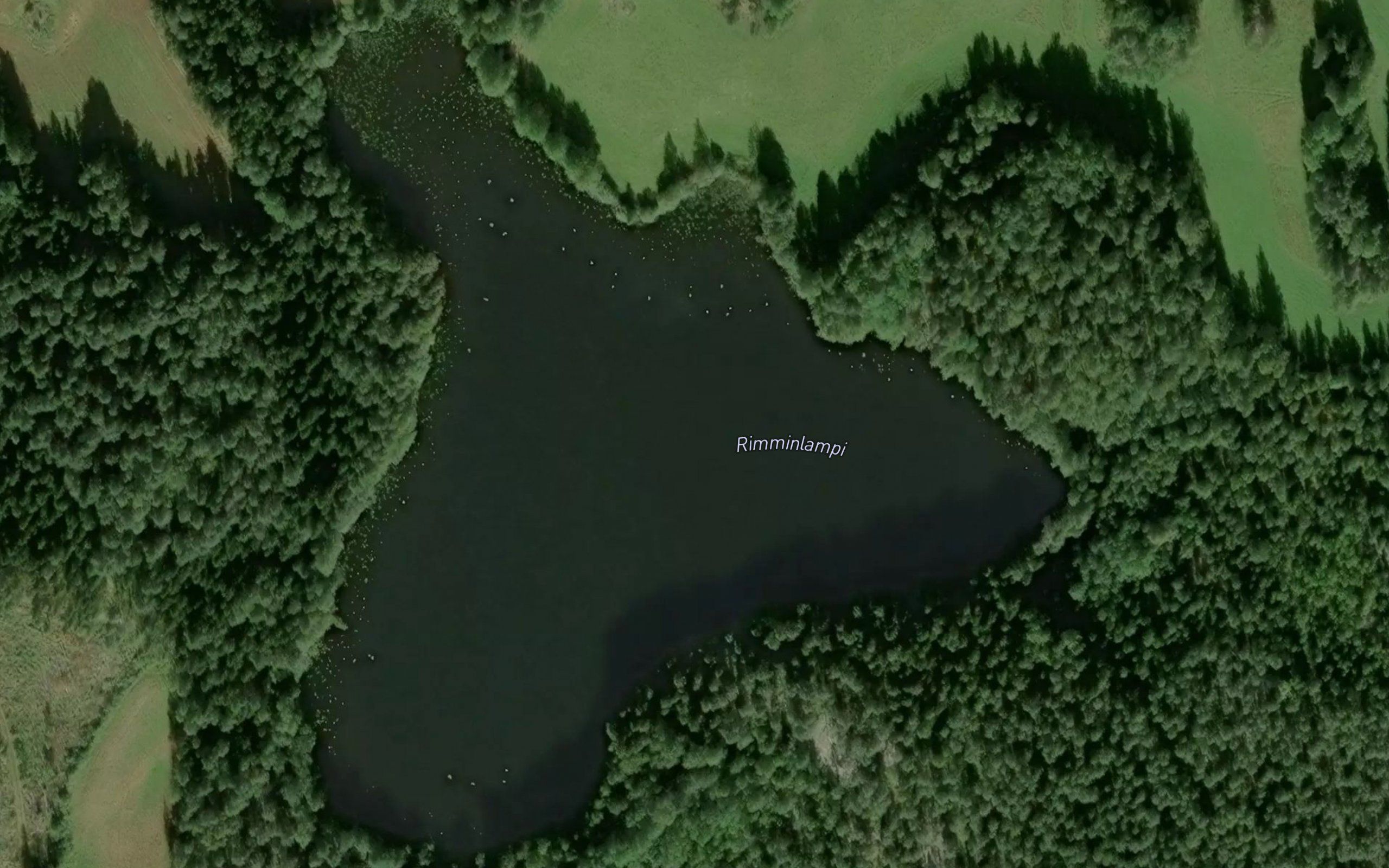 Rimminlampi