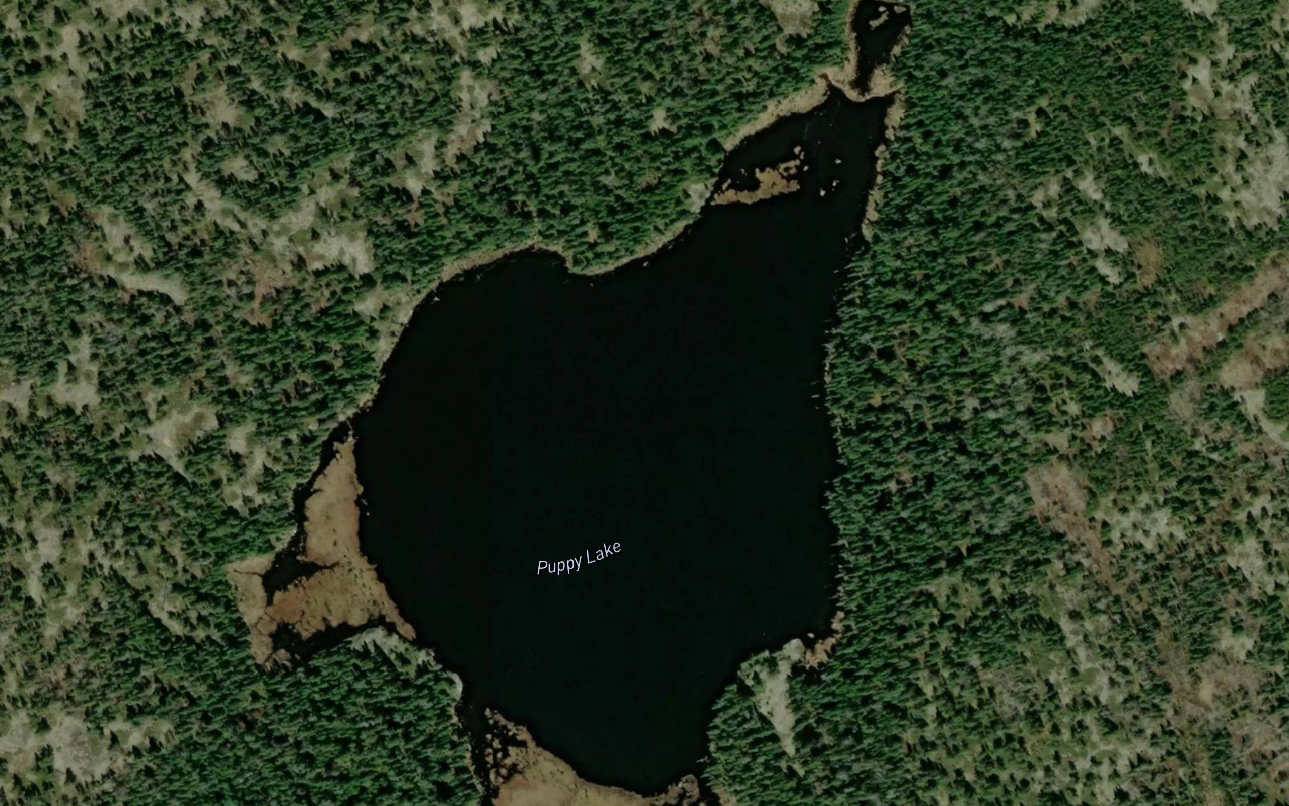 Puppy Lake