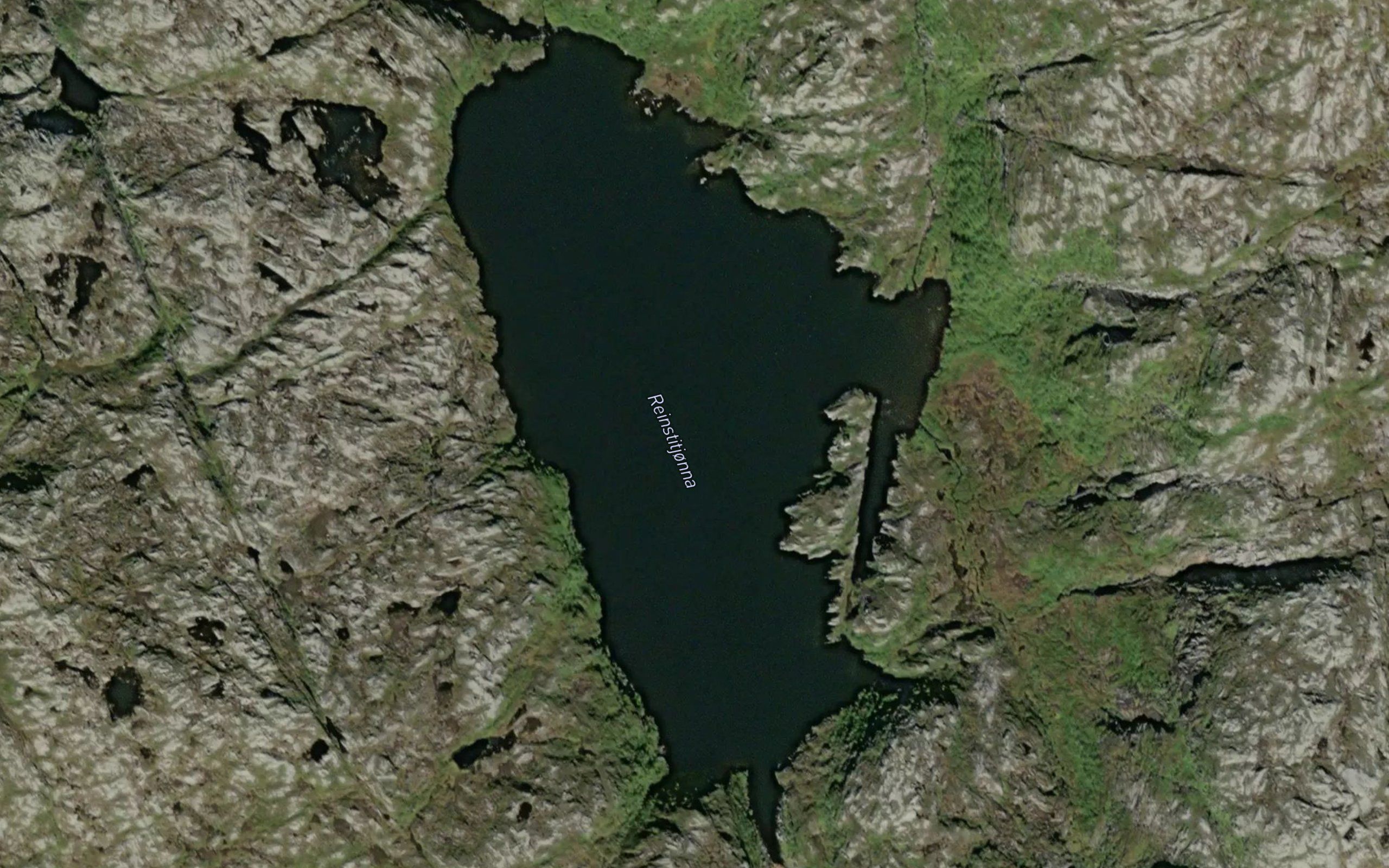 Reinstitjorna