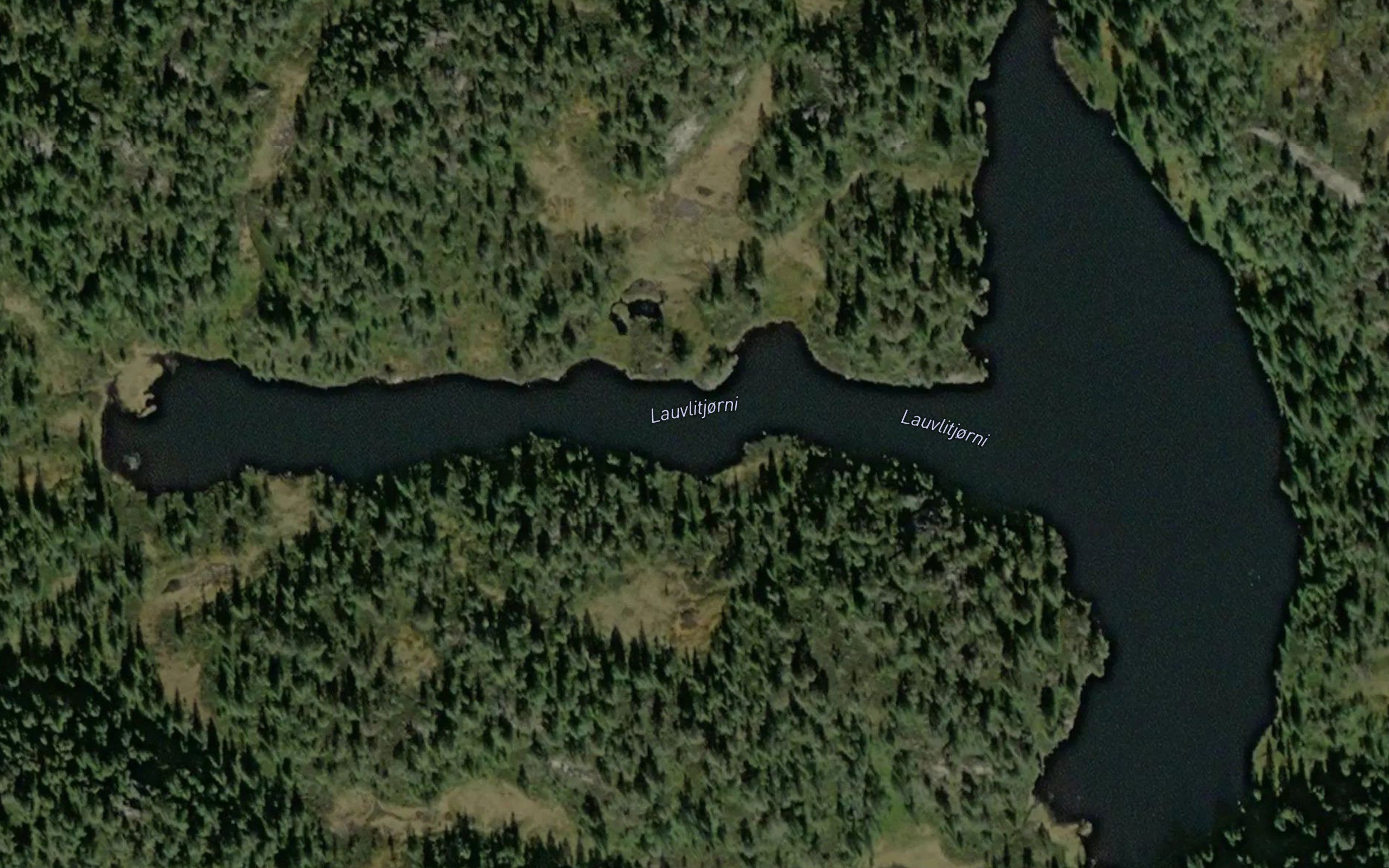 Lauvlitjorni