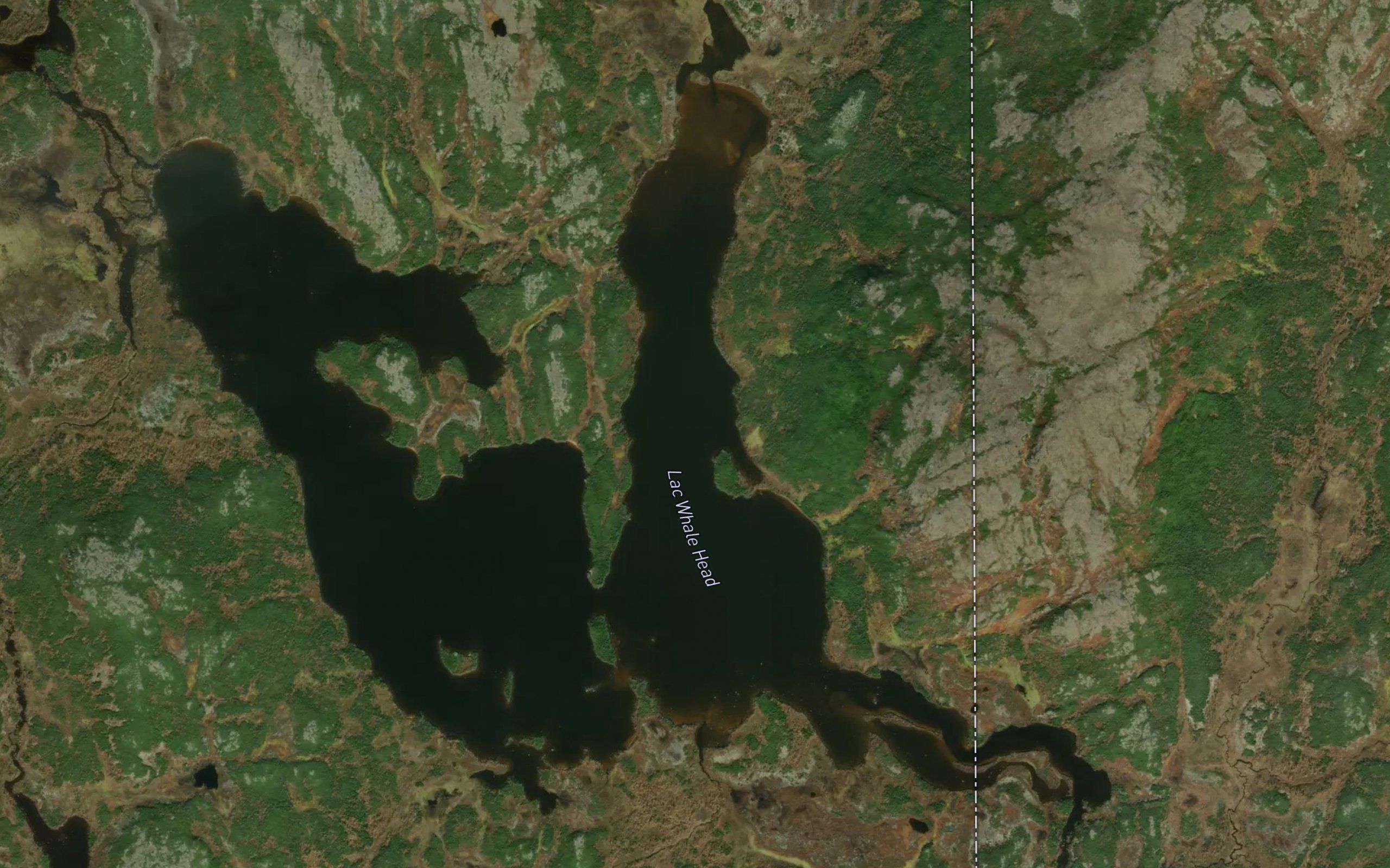 Lac Whale Head
