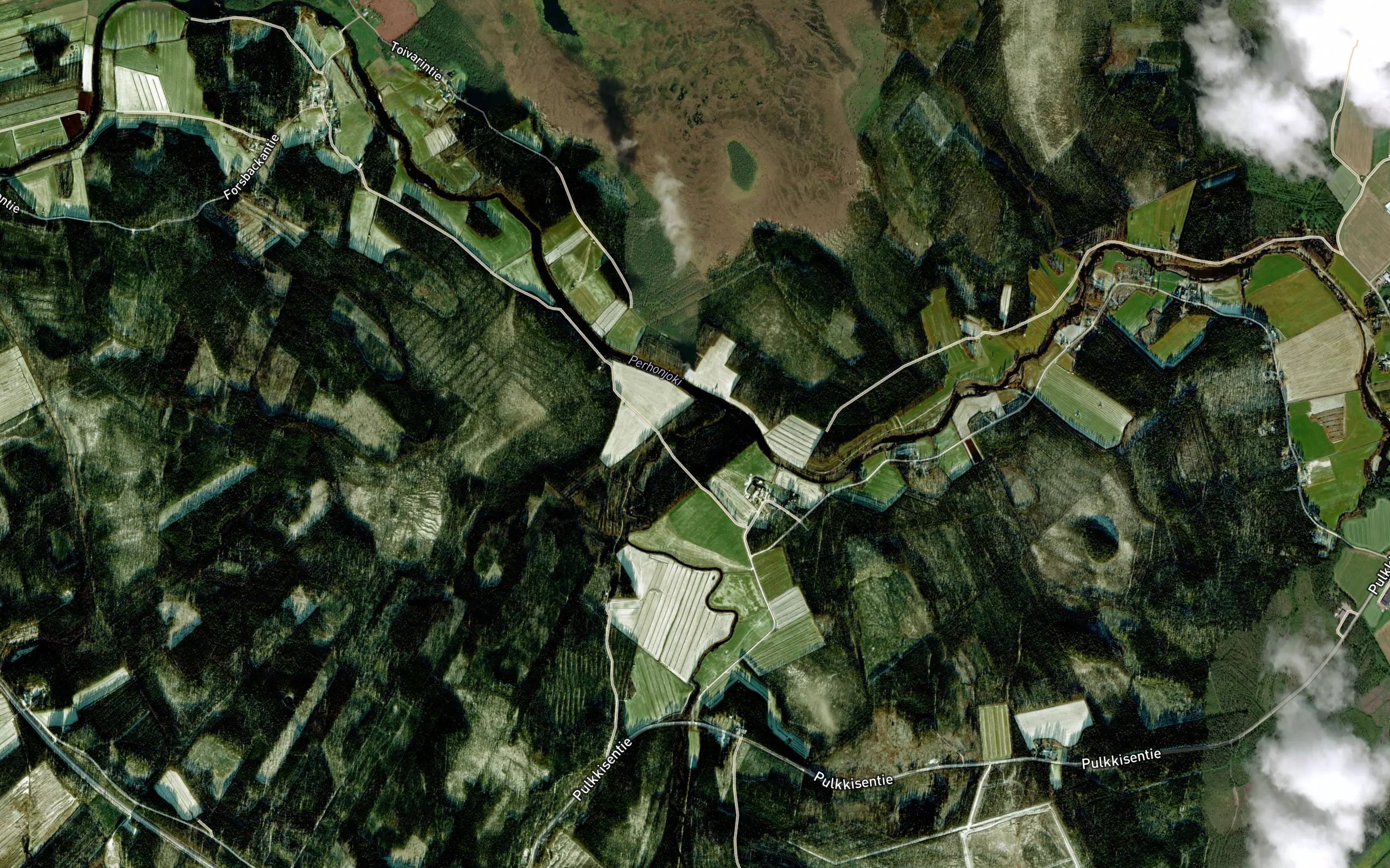 Koivurauma