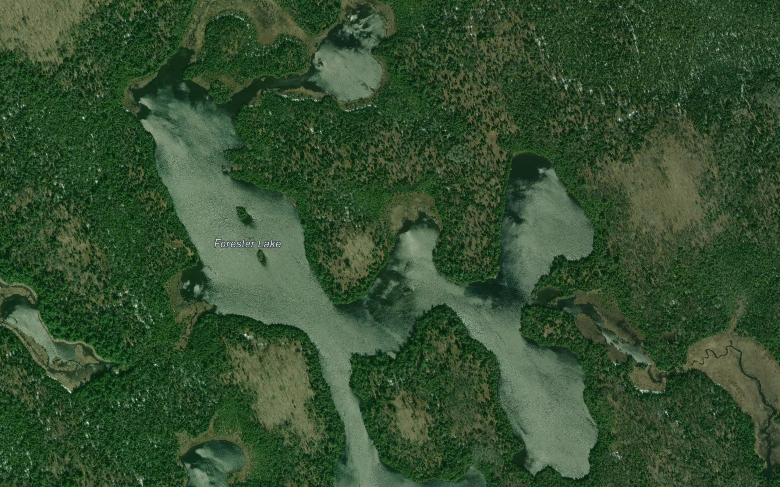 Forester Lake