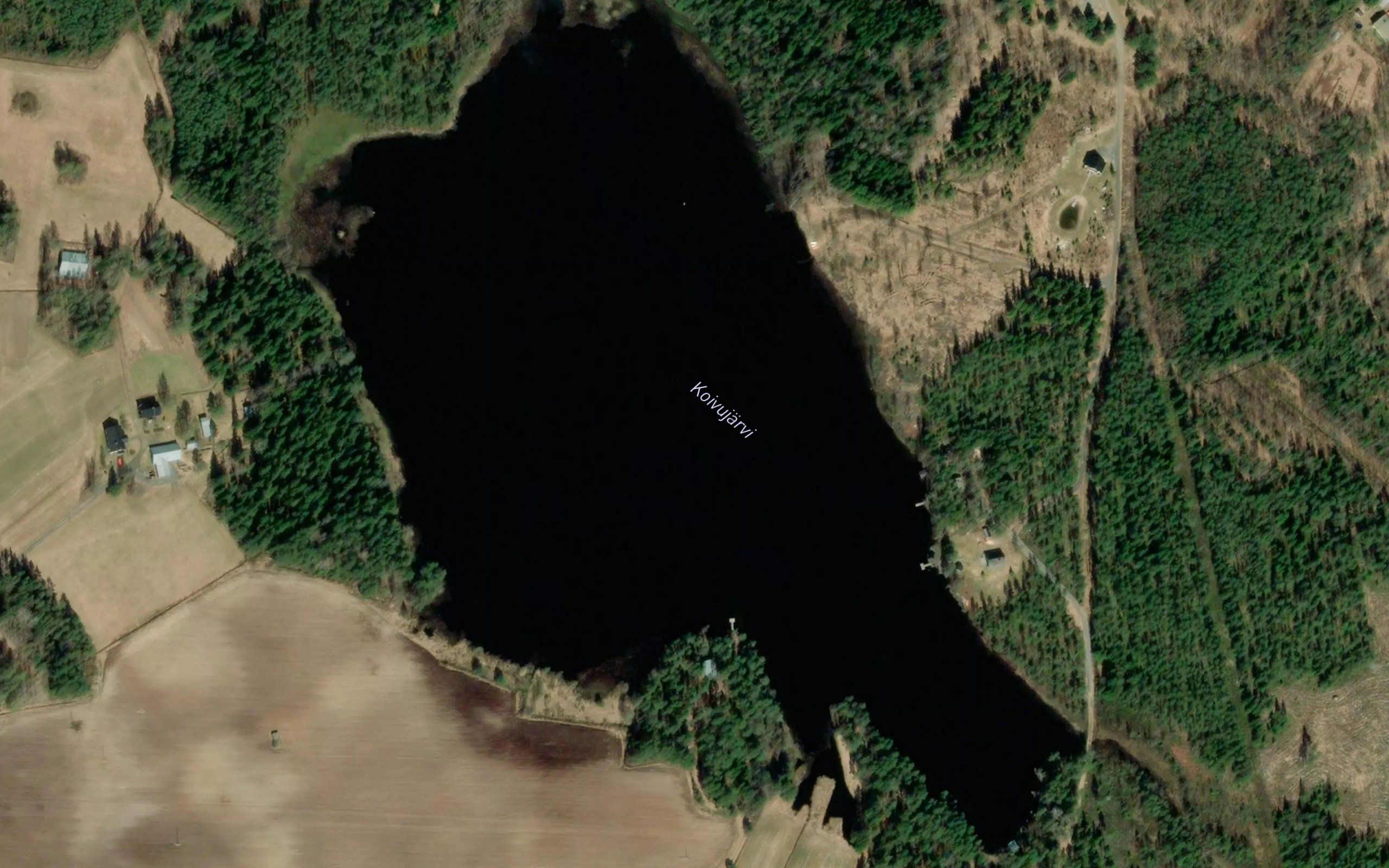 Koivujarvi
