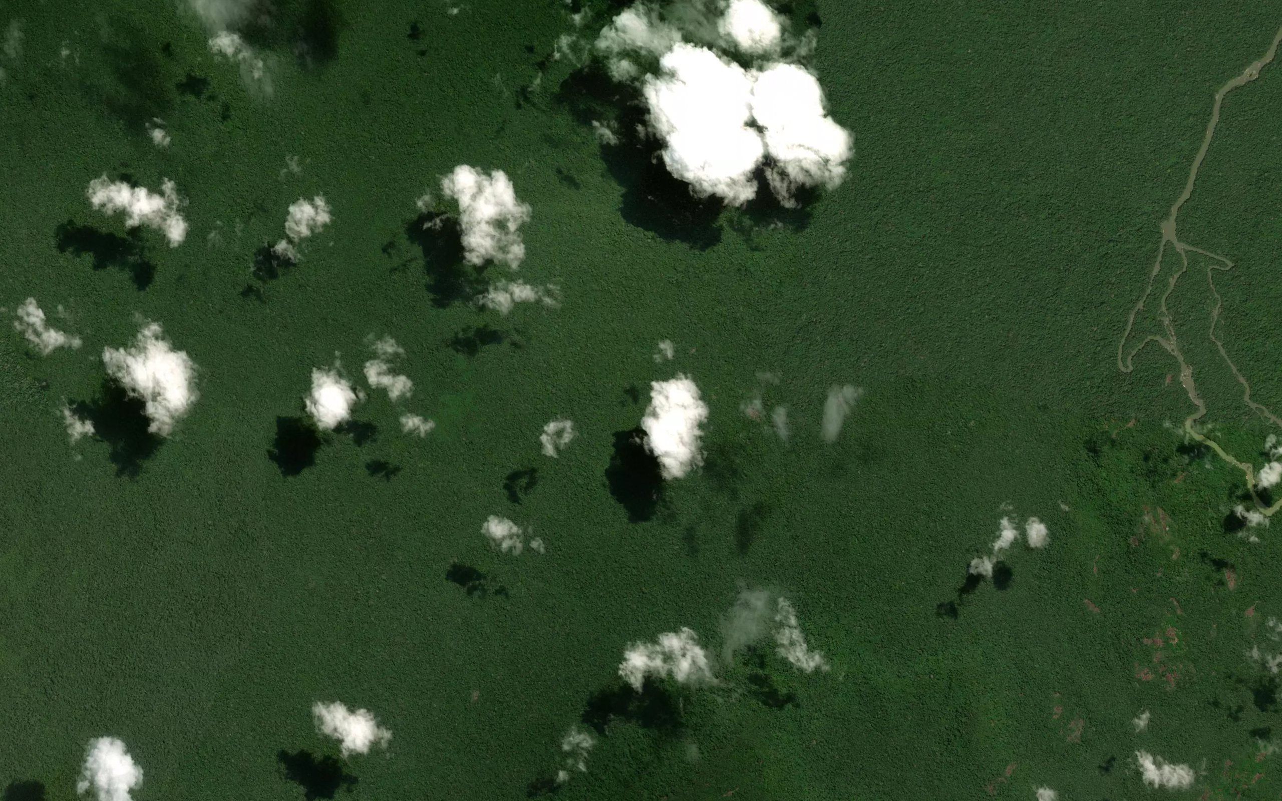 Corredeira Pacu
