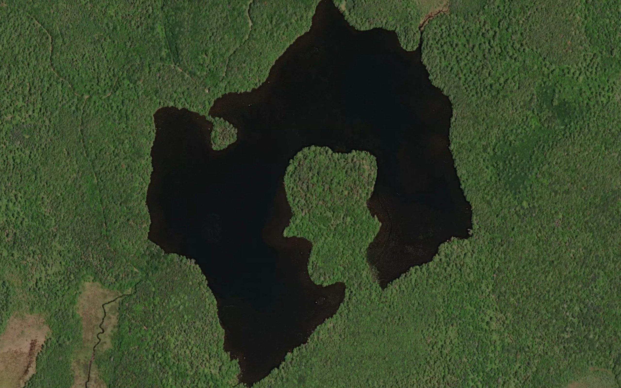 Cow Moose Lake