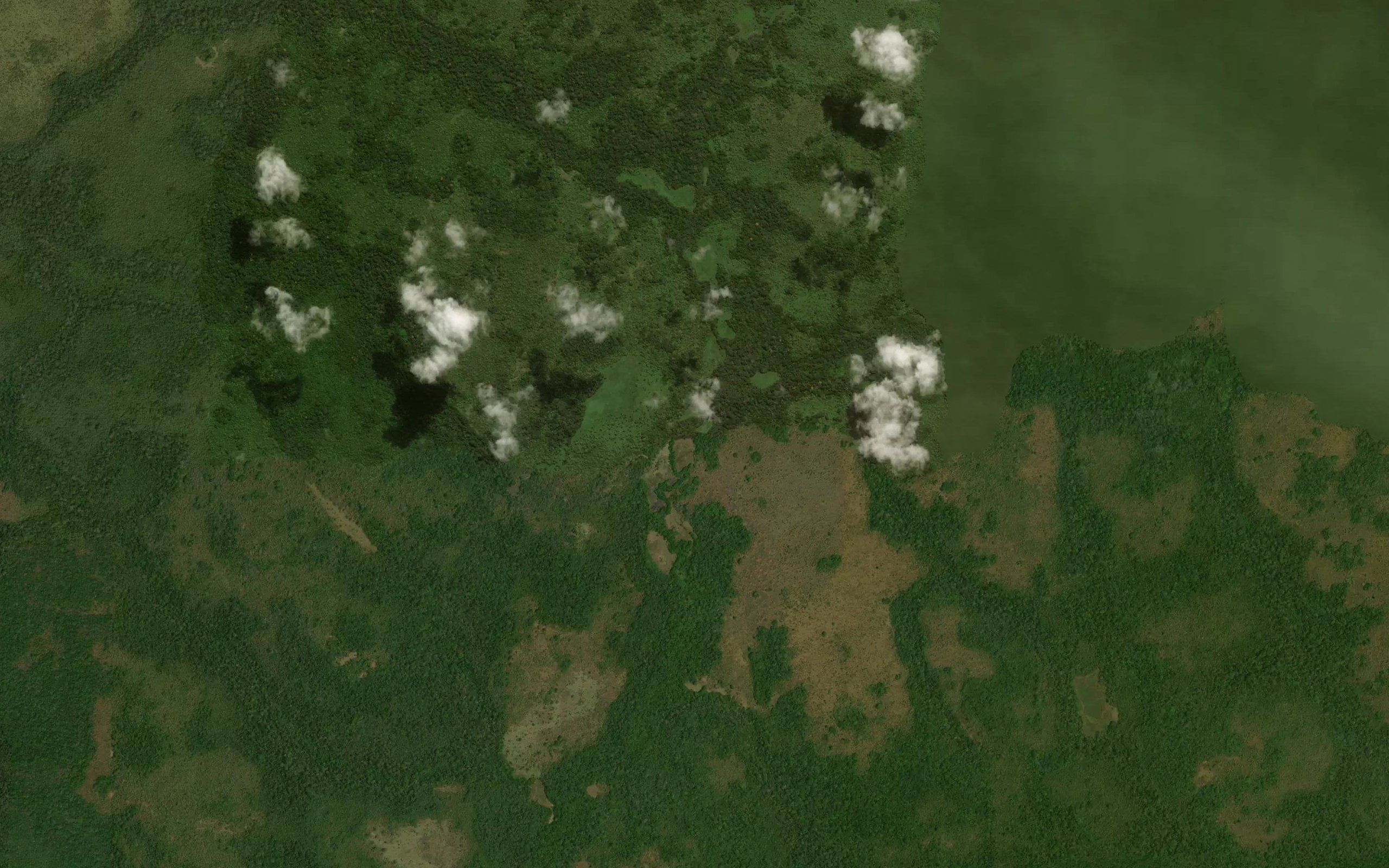Makunguku