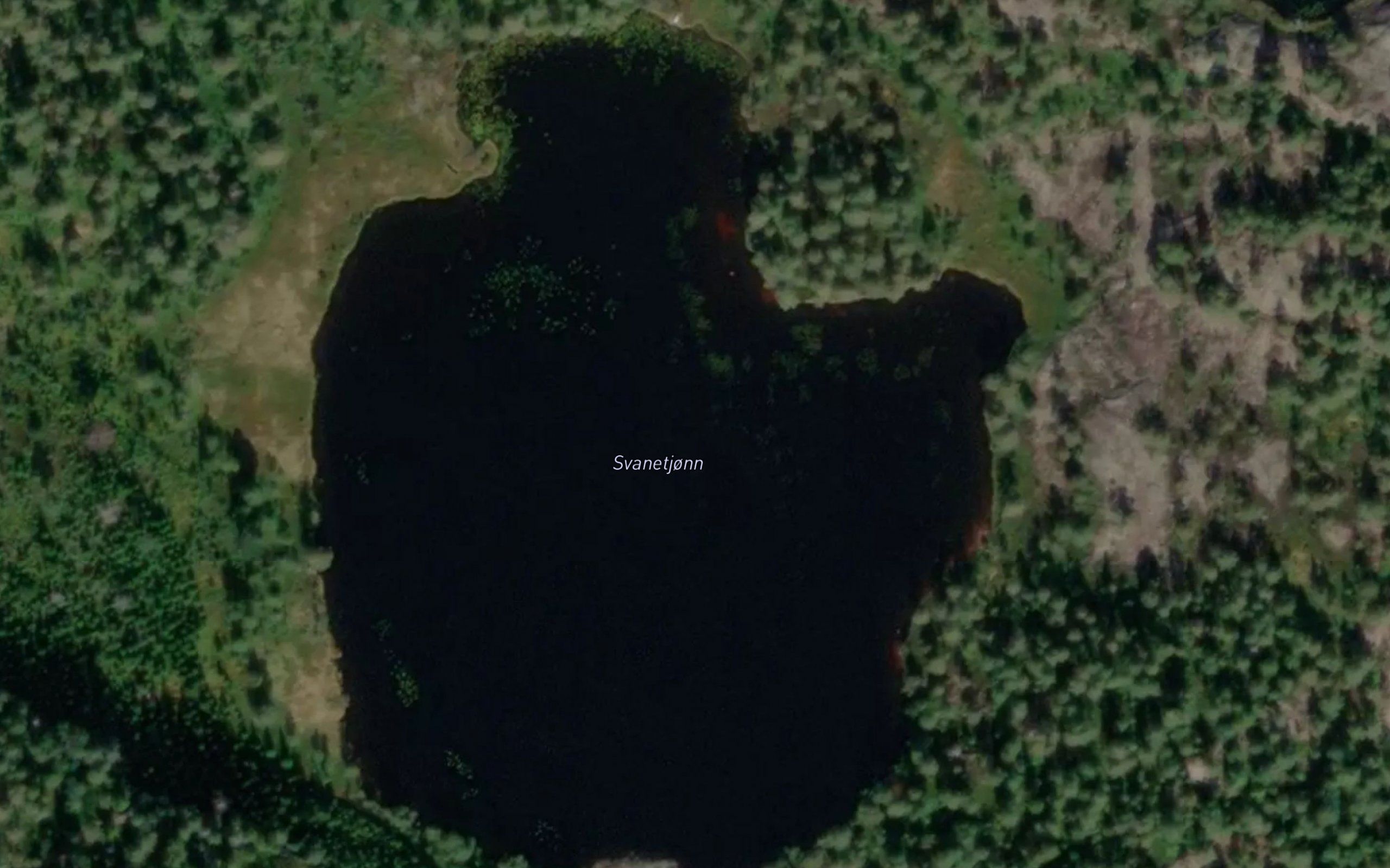 Svanetjorn