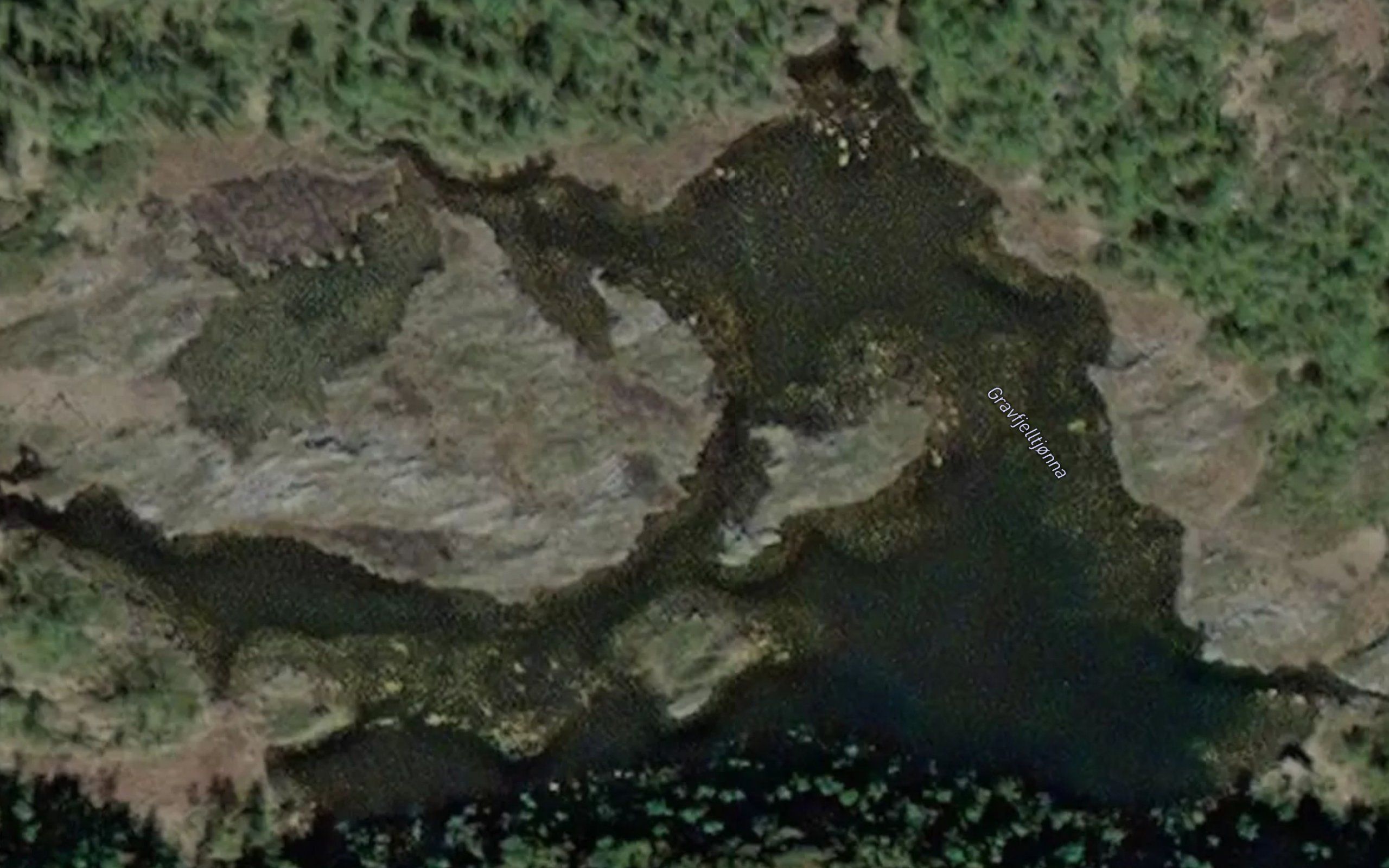 Gravtjorna