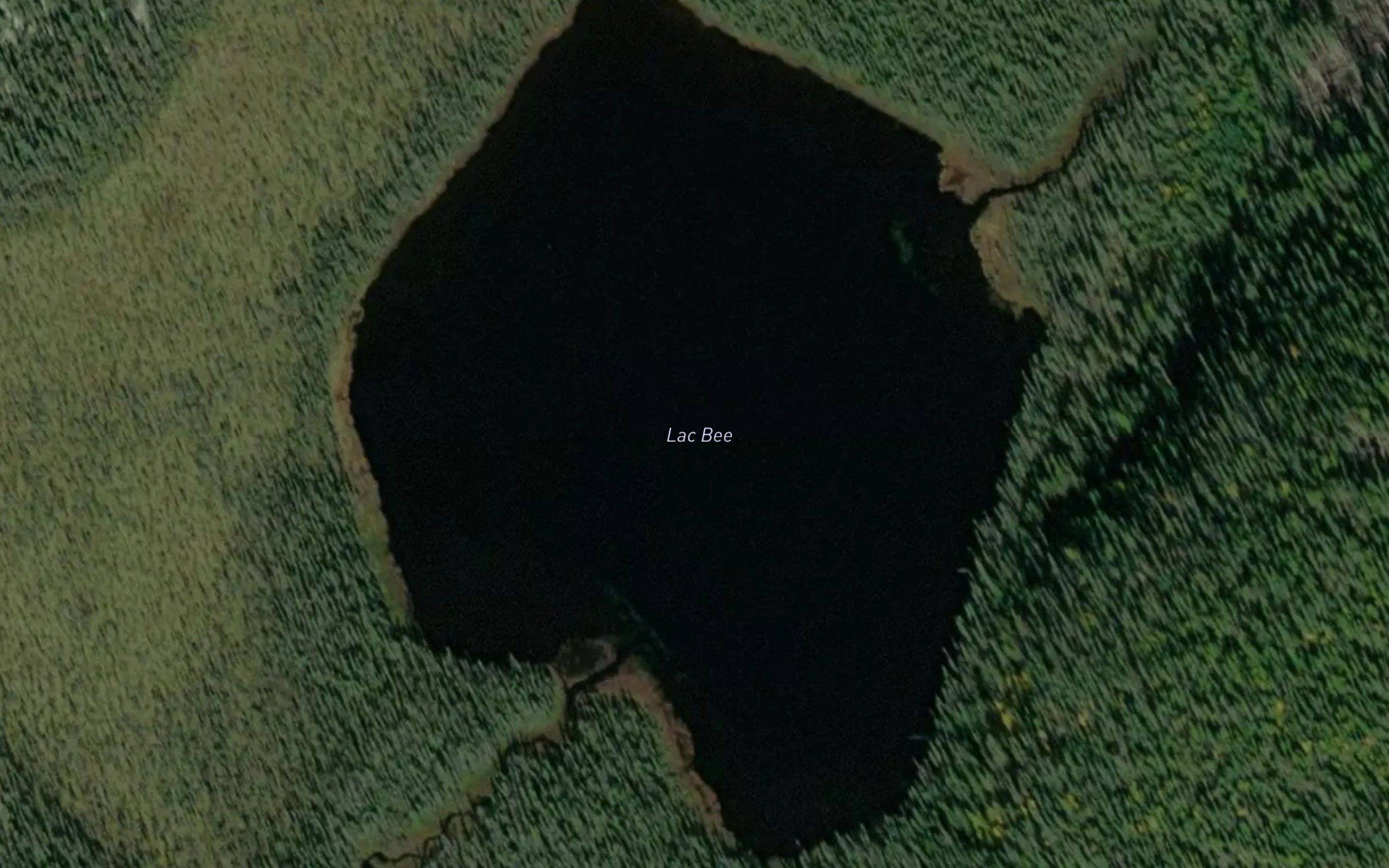 Lac Bee