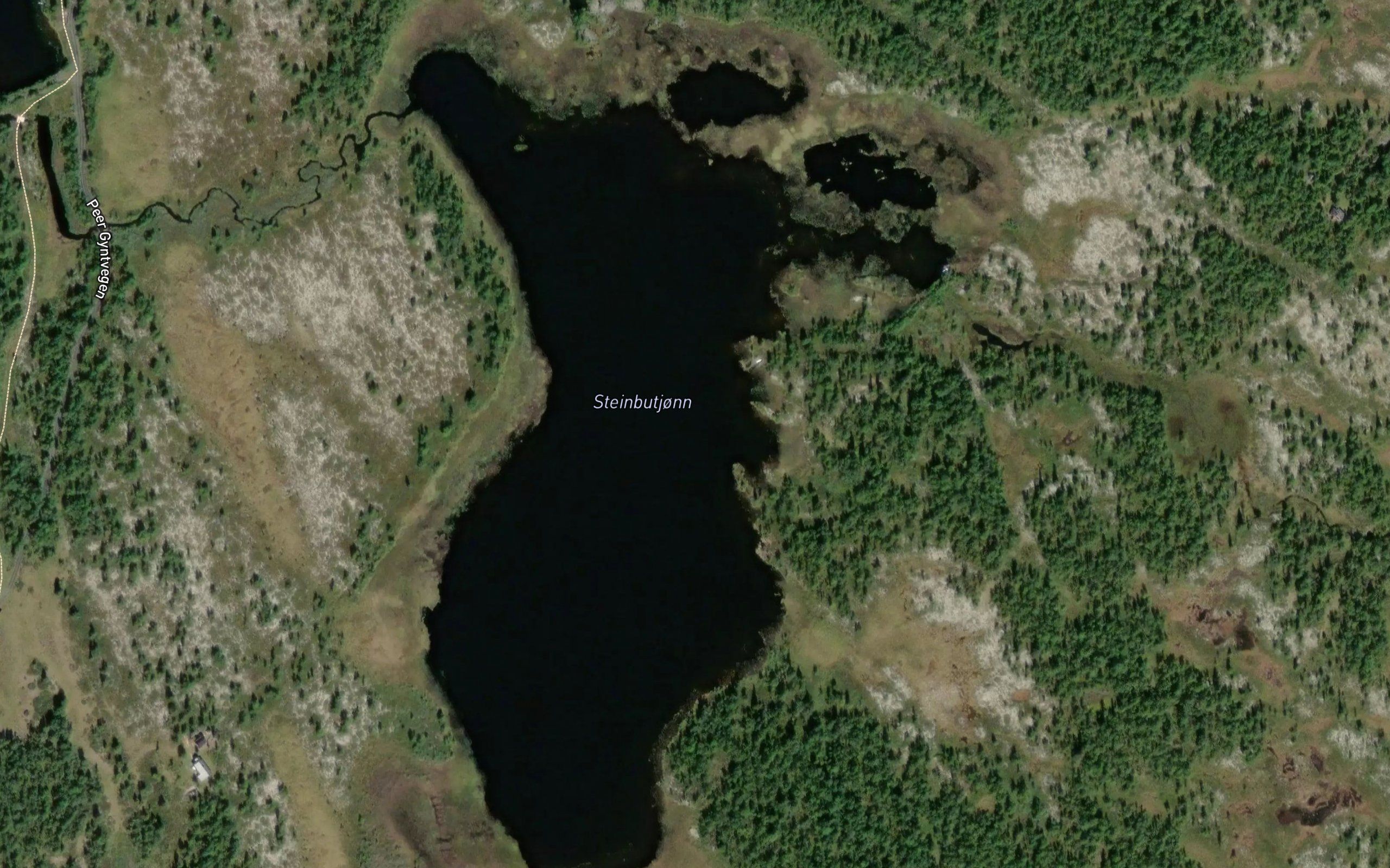 Steinbutjorna
