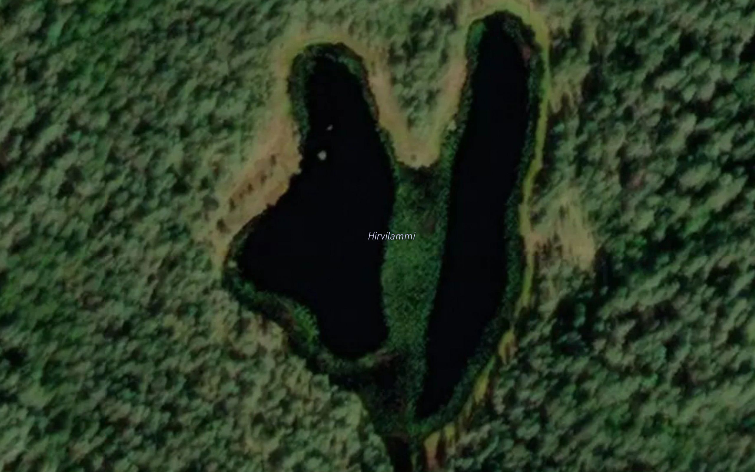 Hirvilammi