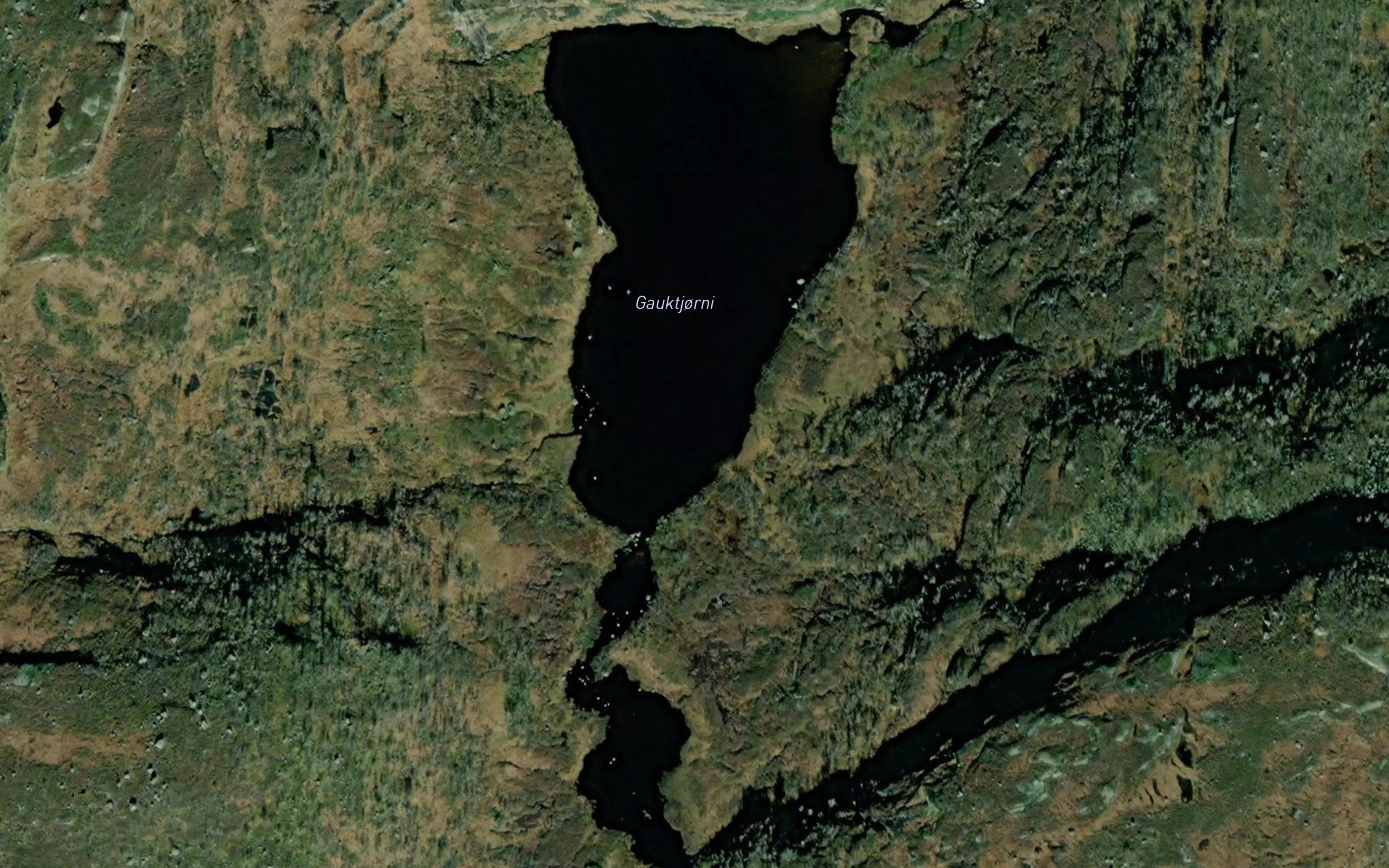 Gauktjorni