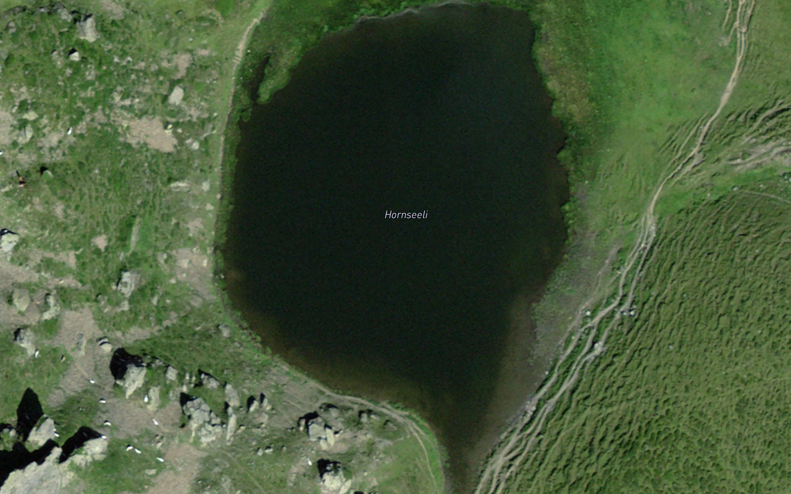 Hornseewli
