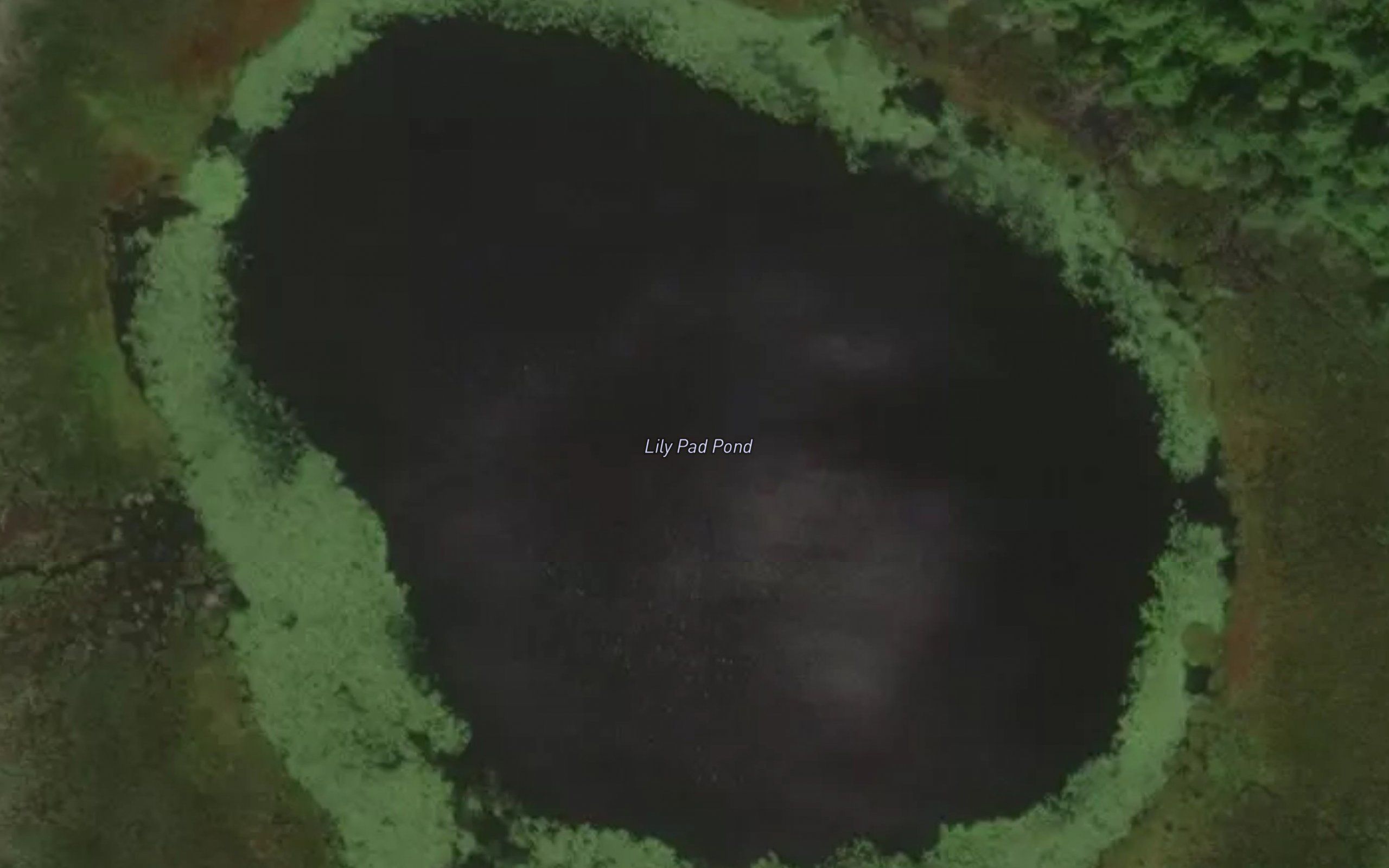 Lily Pad Pond