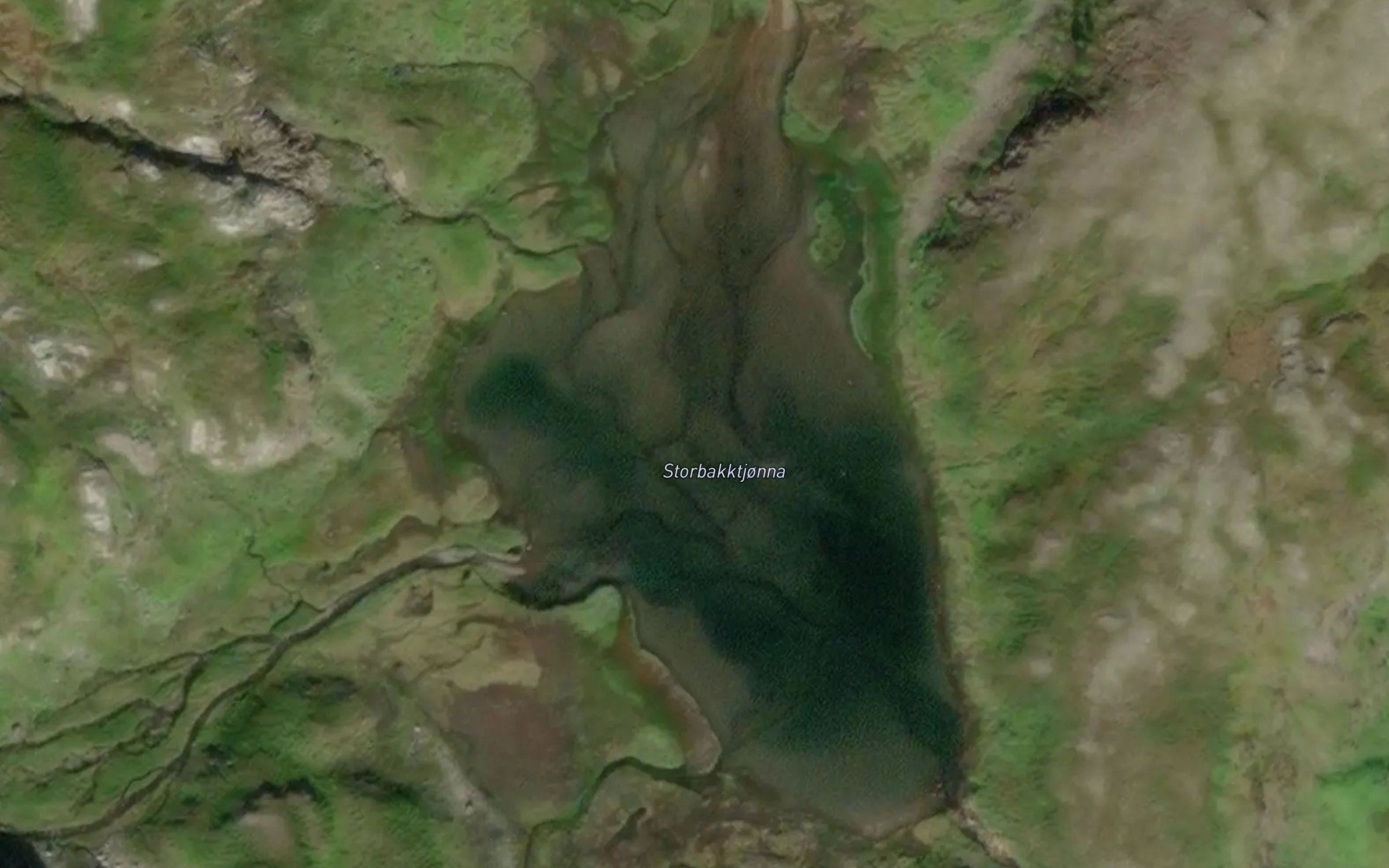 Storbakktjorna