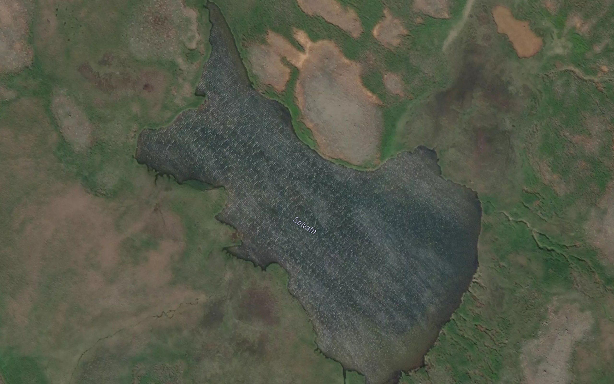Selvatn