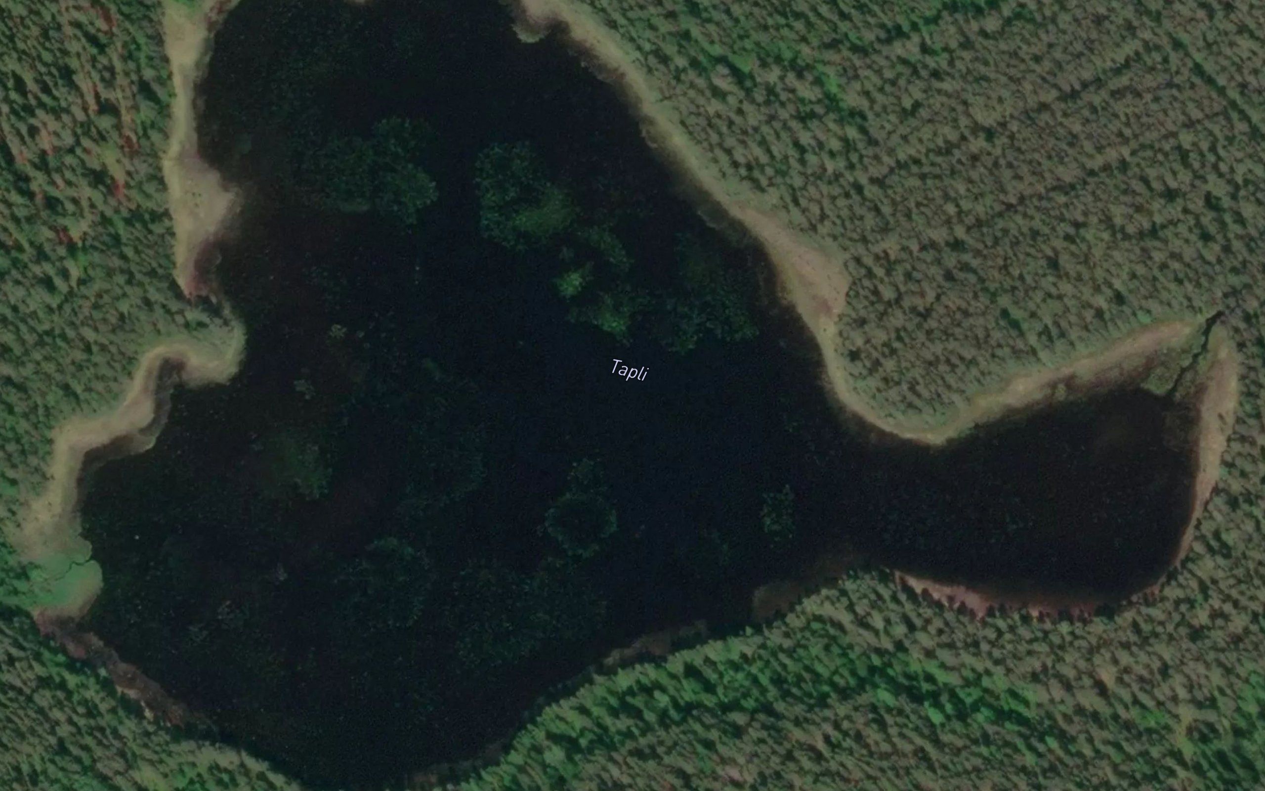 Tapli