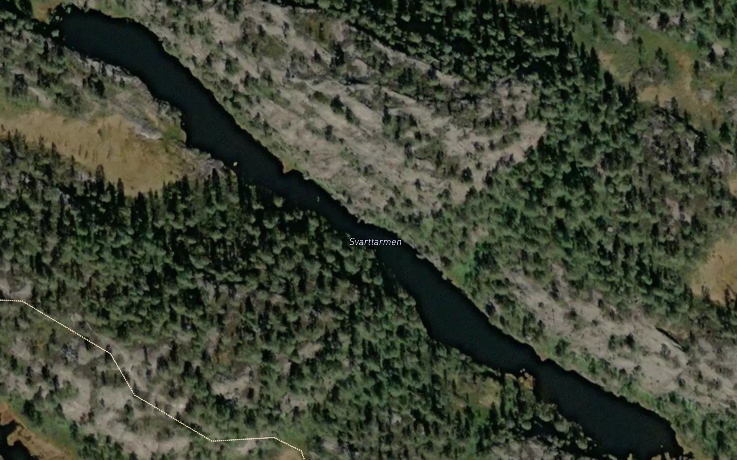 Svarttarmen