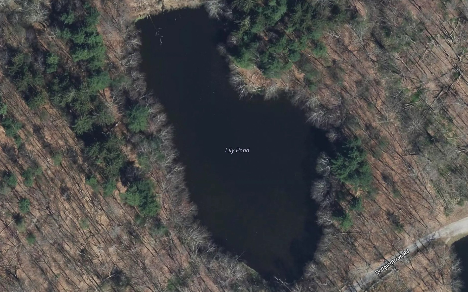 Satellite map of the Lily Pond