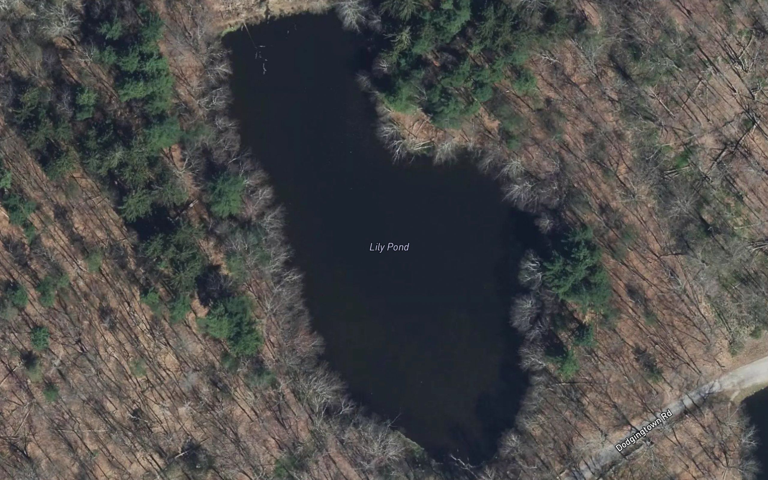 Lily Pond