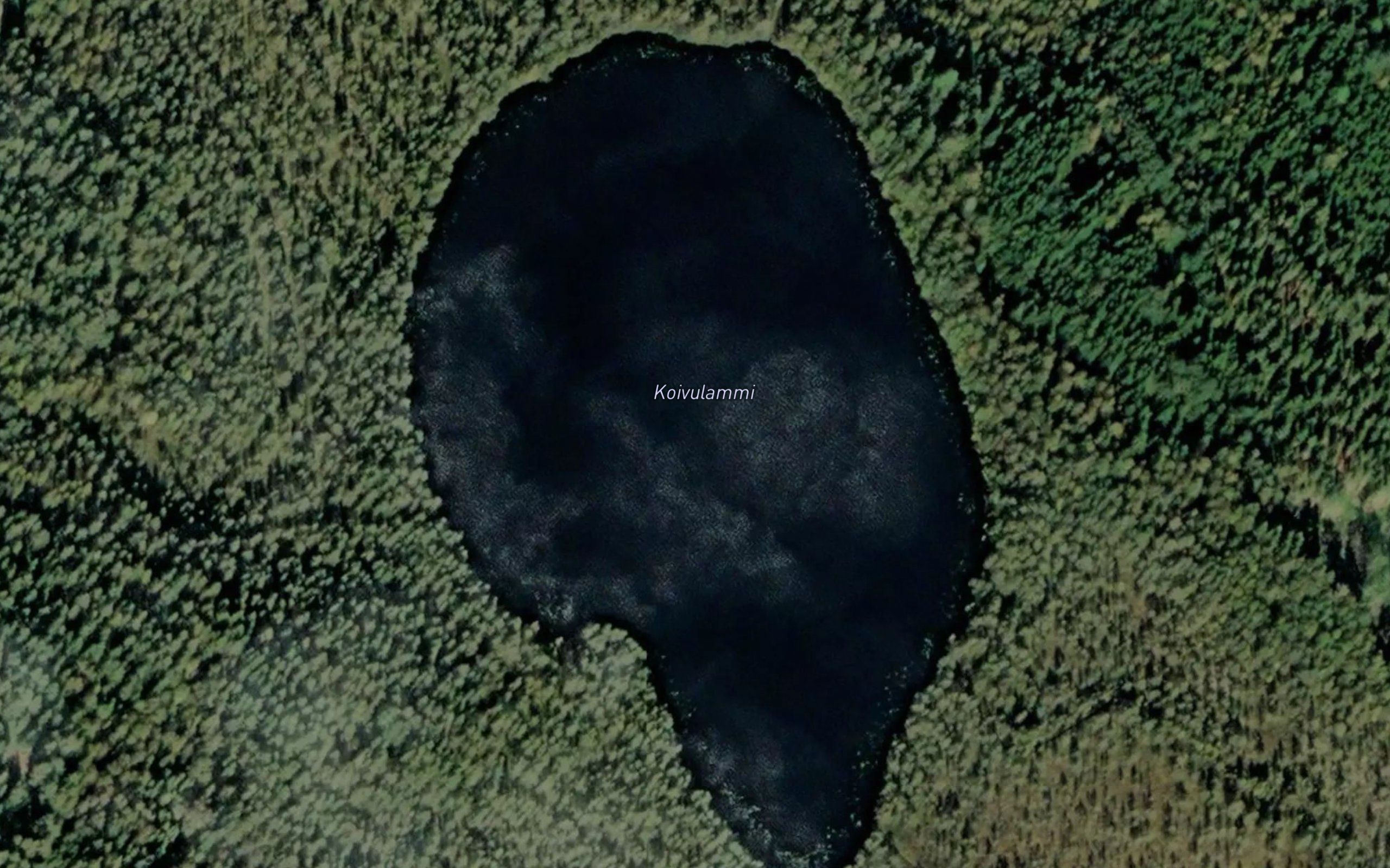 Koivulammi