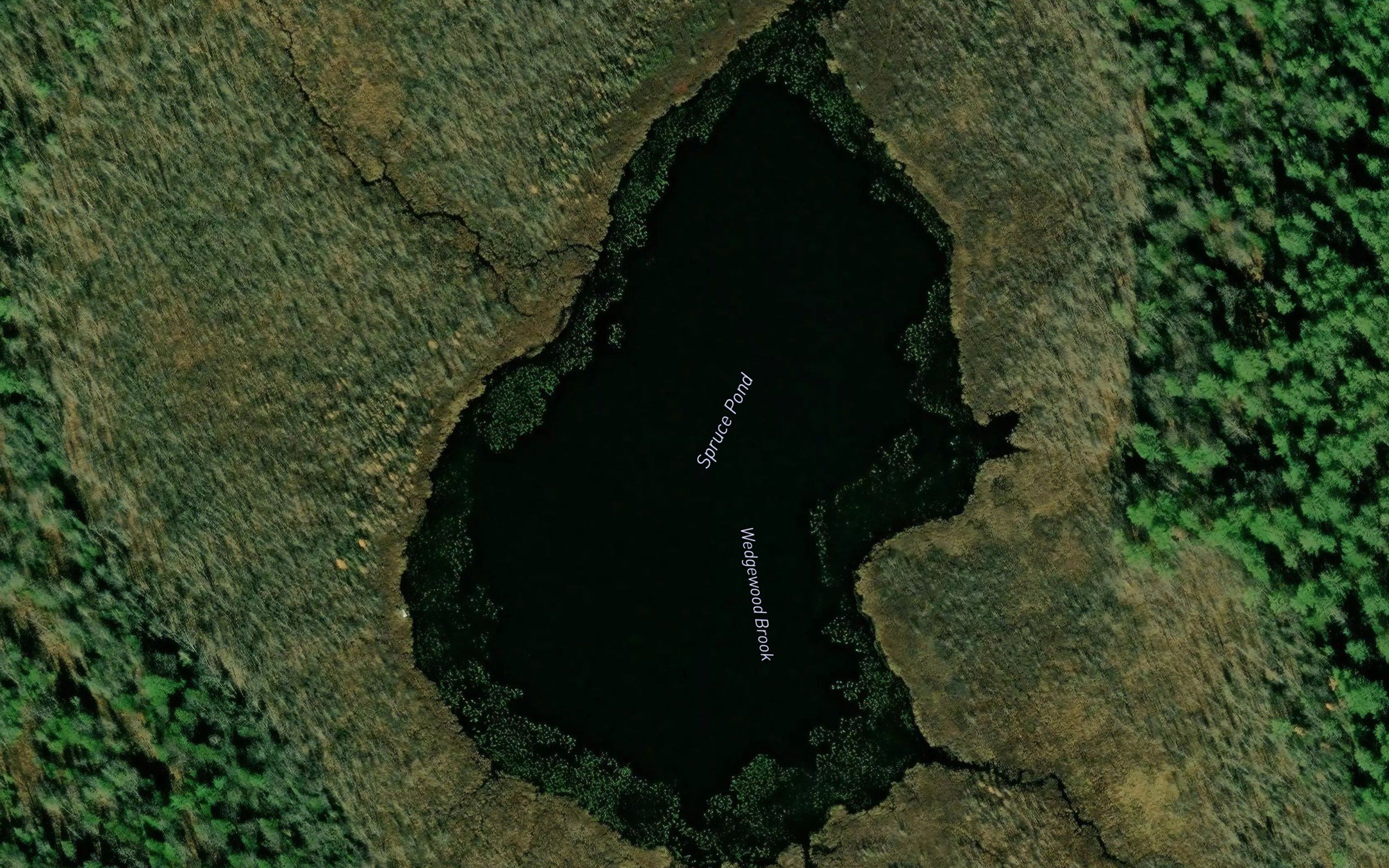 Spruce Pond