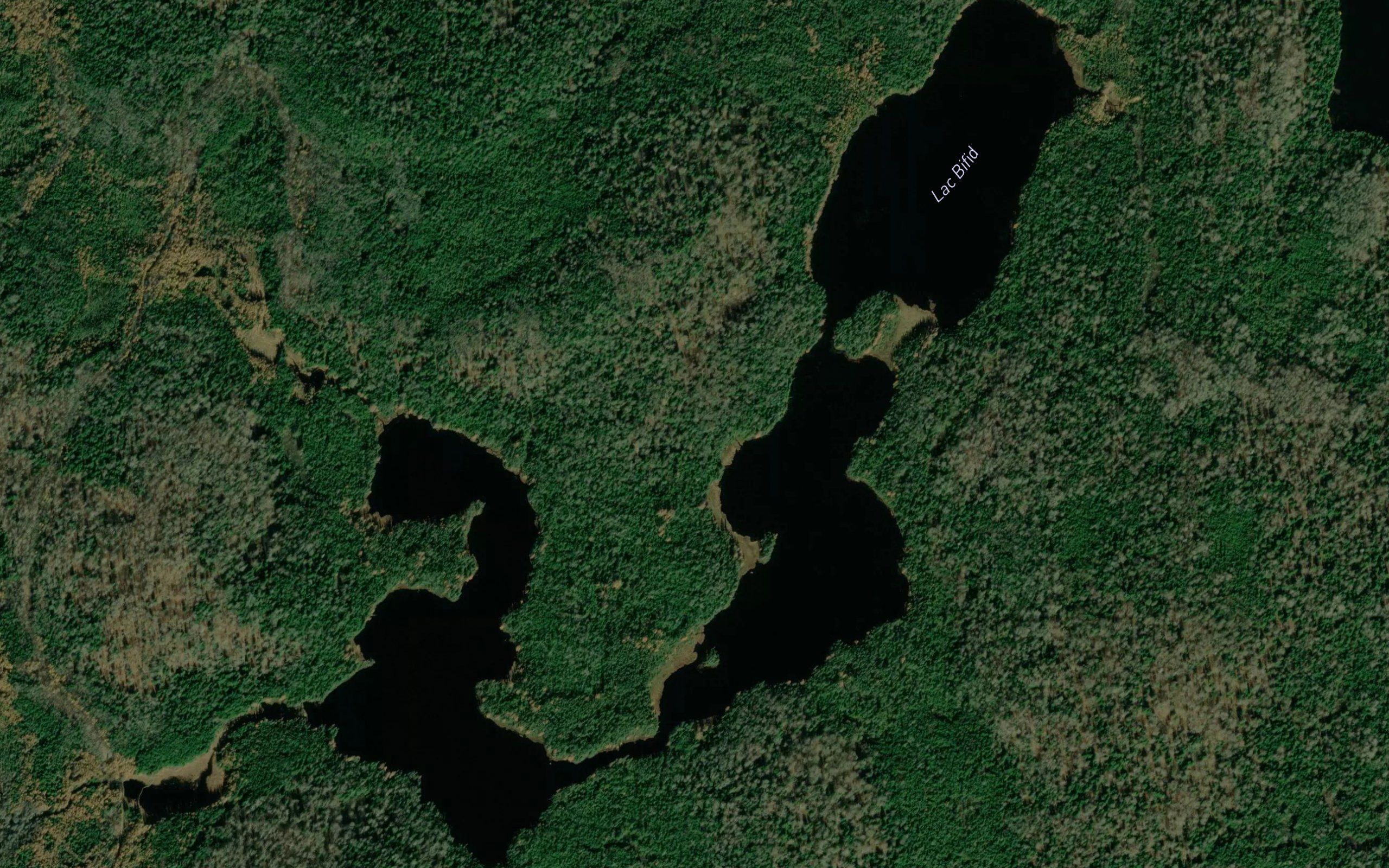 Lac Bifid