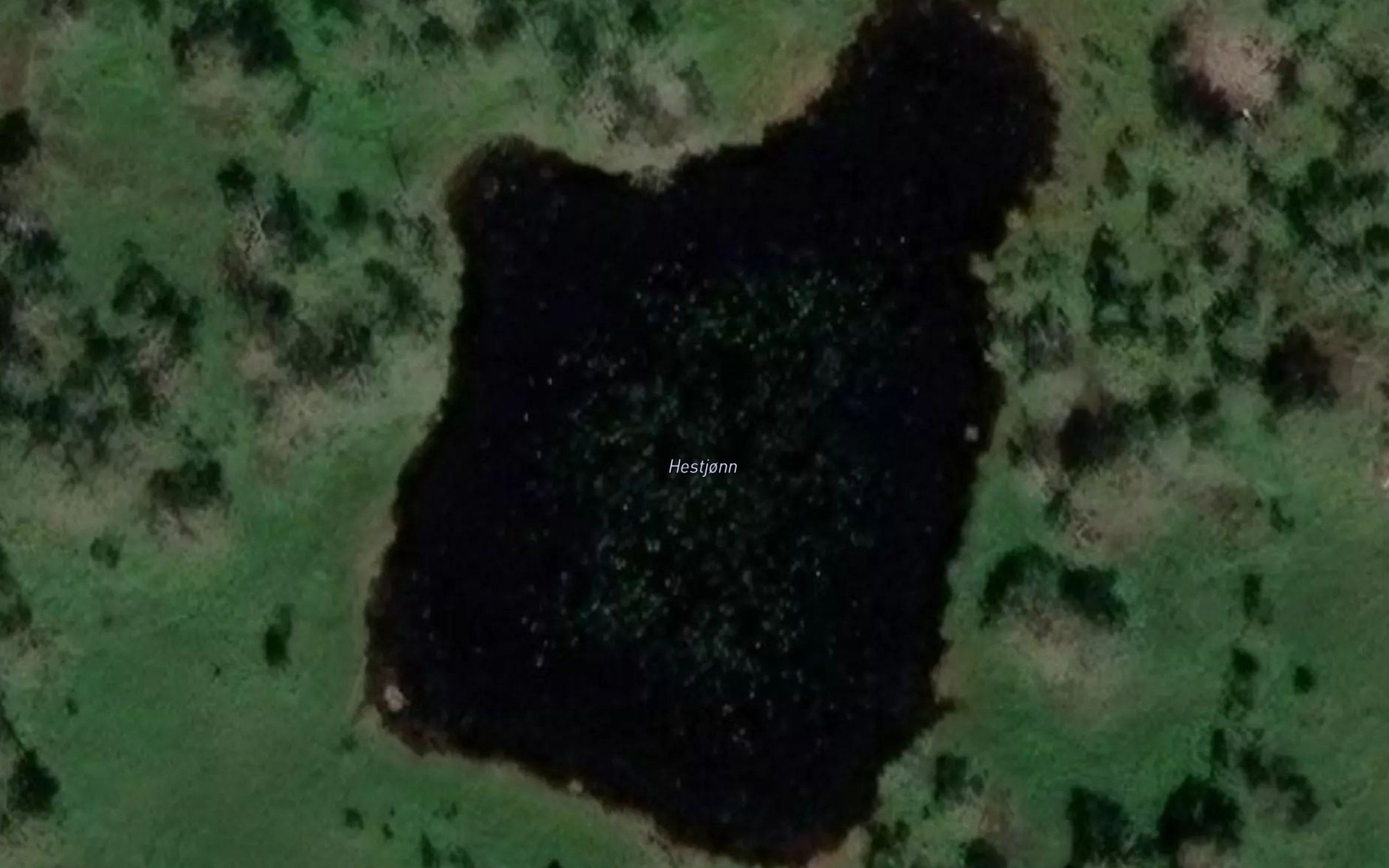 Hestjonn
