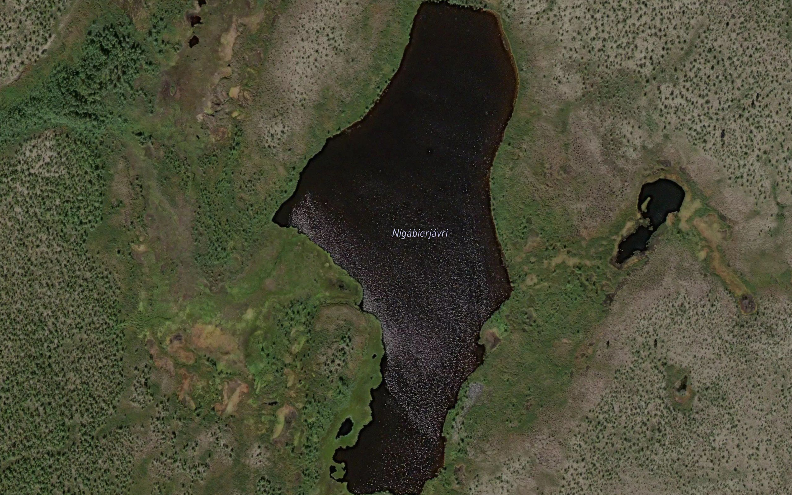 Nigabierjavri