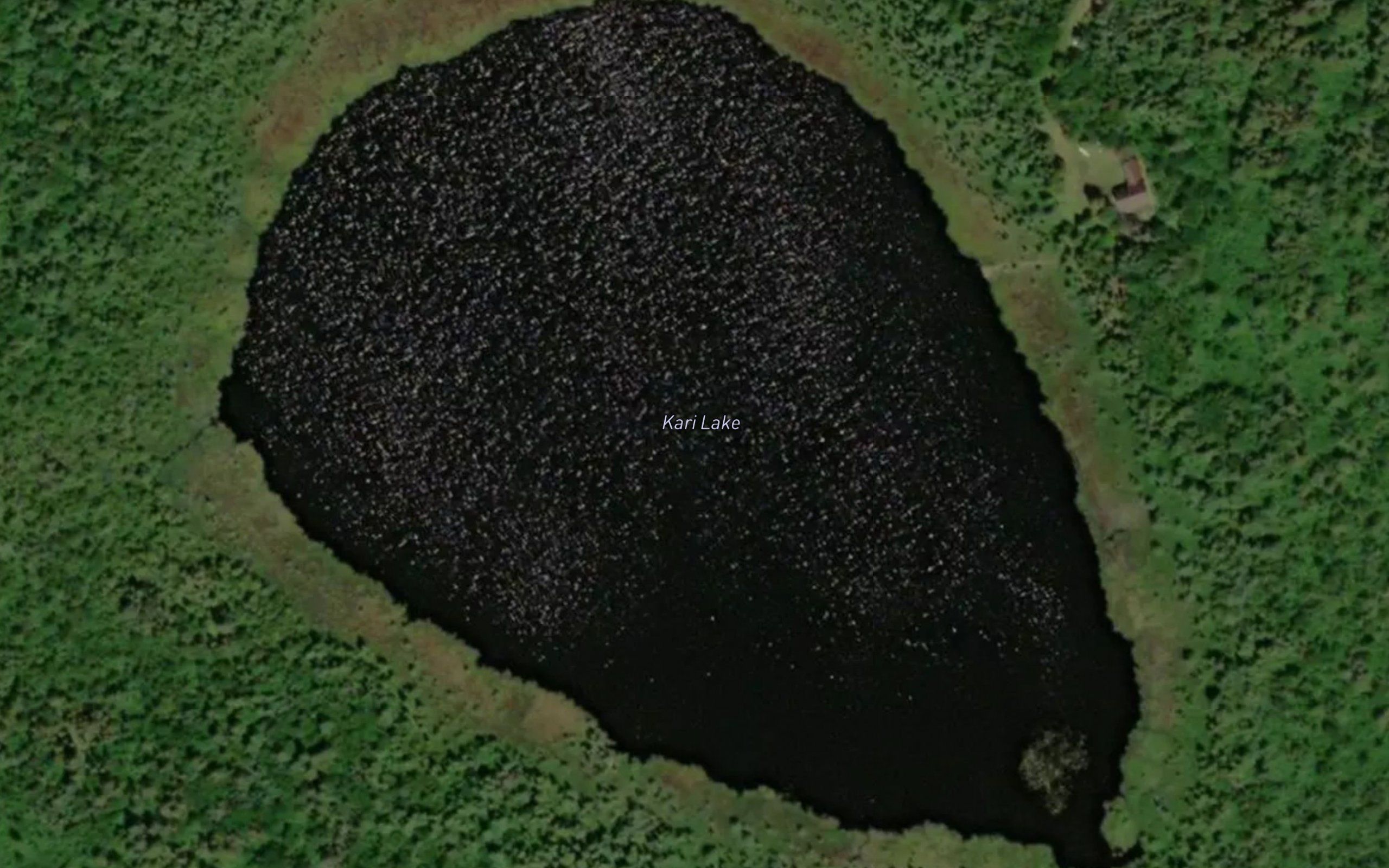 Kari Lake
