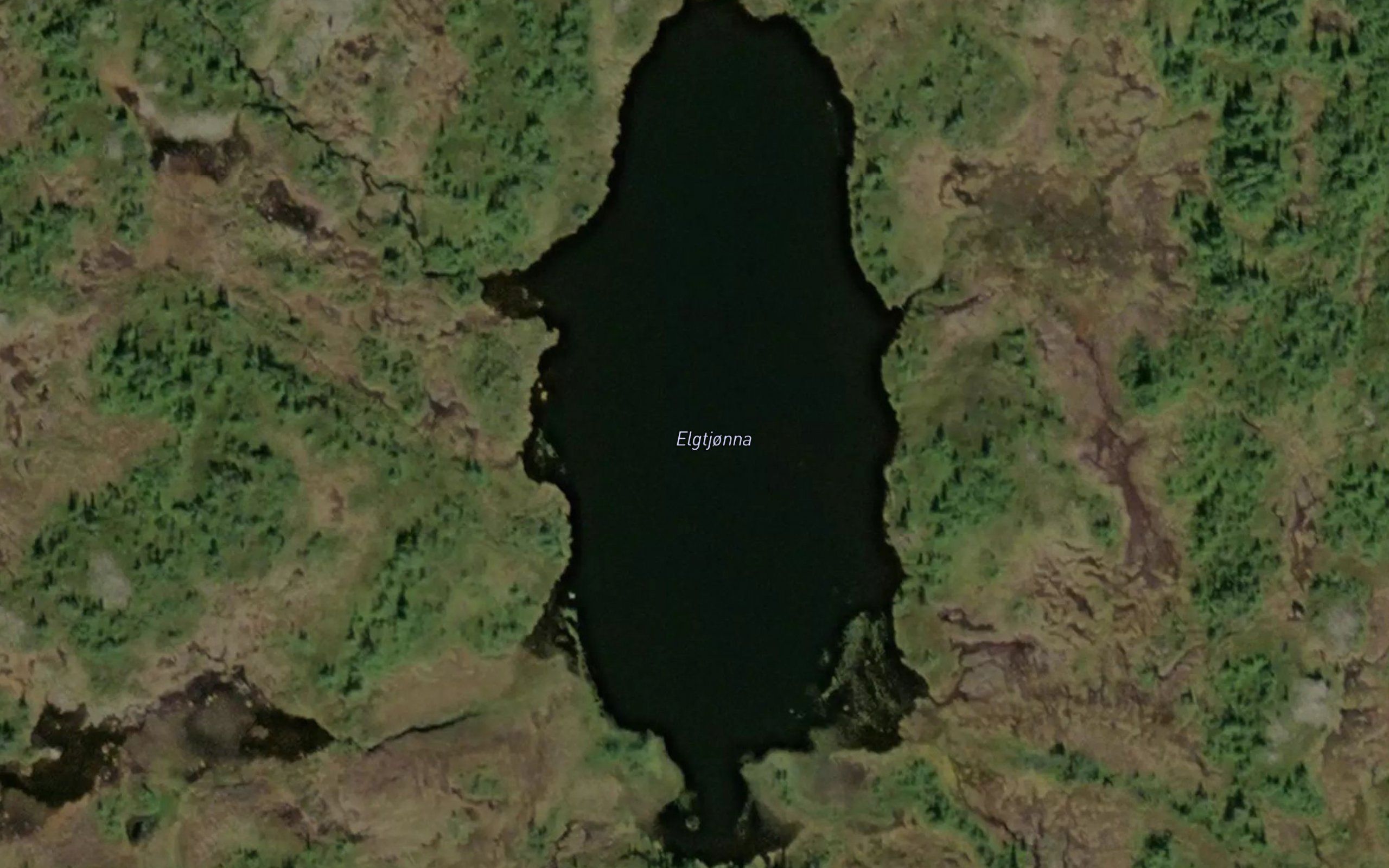 Elgtjorna