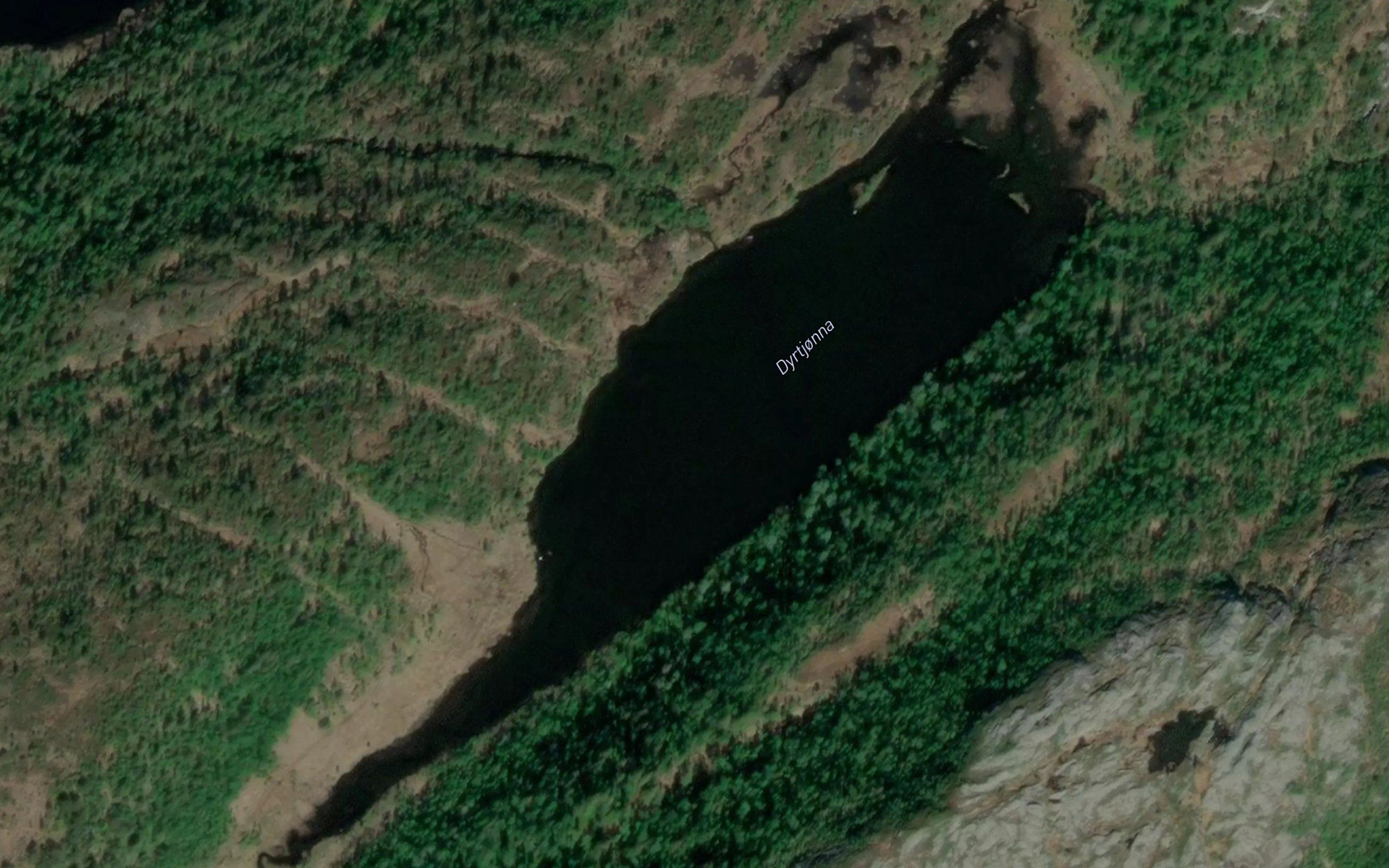 Dyrtjorna