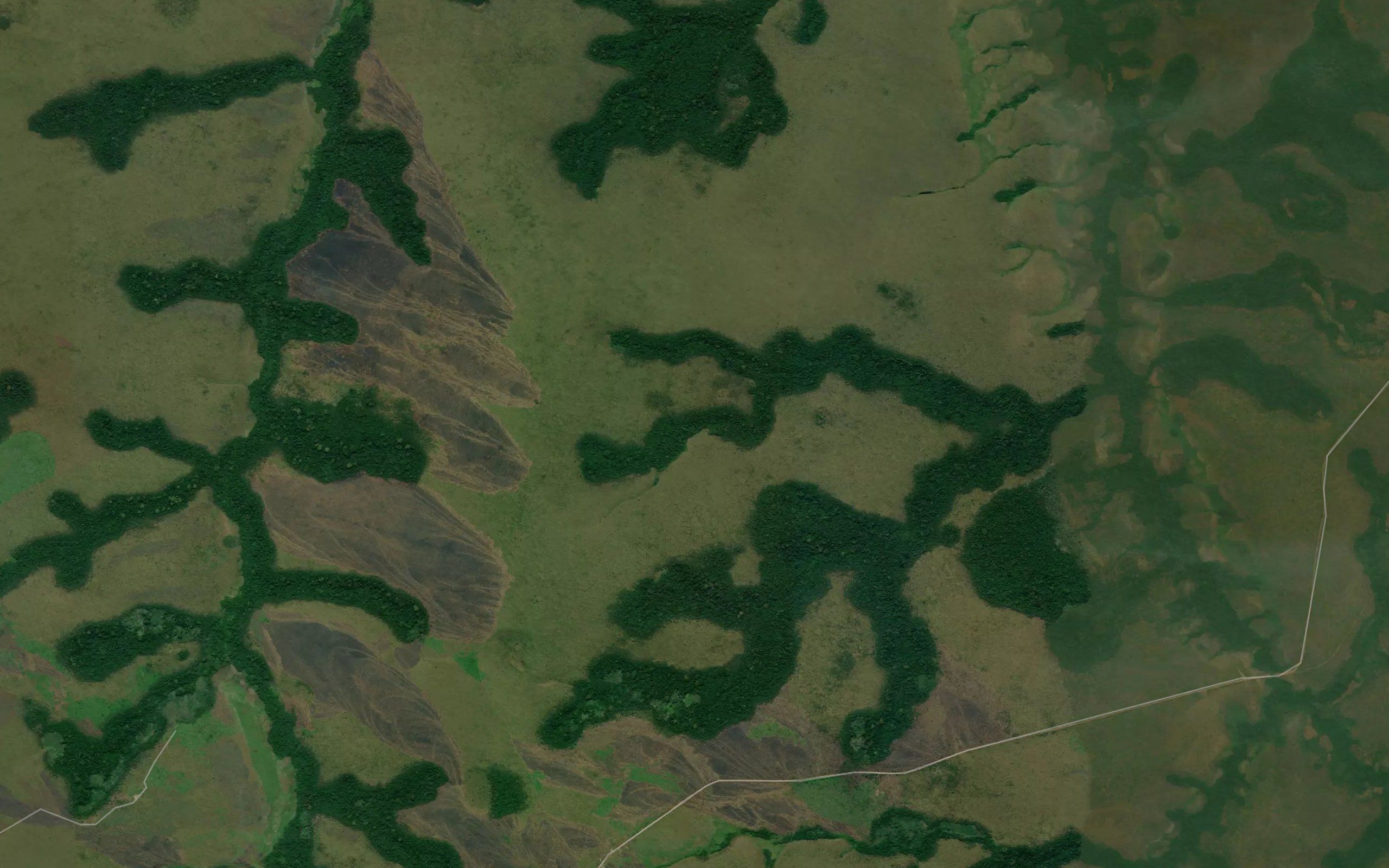 Pungo